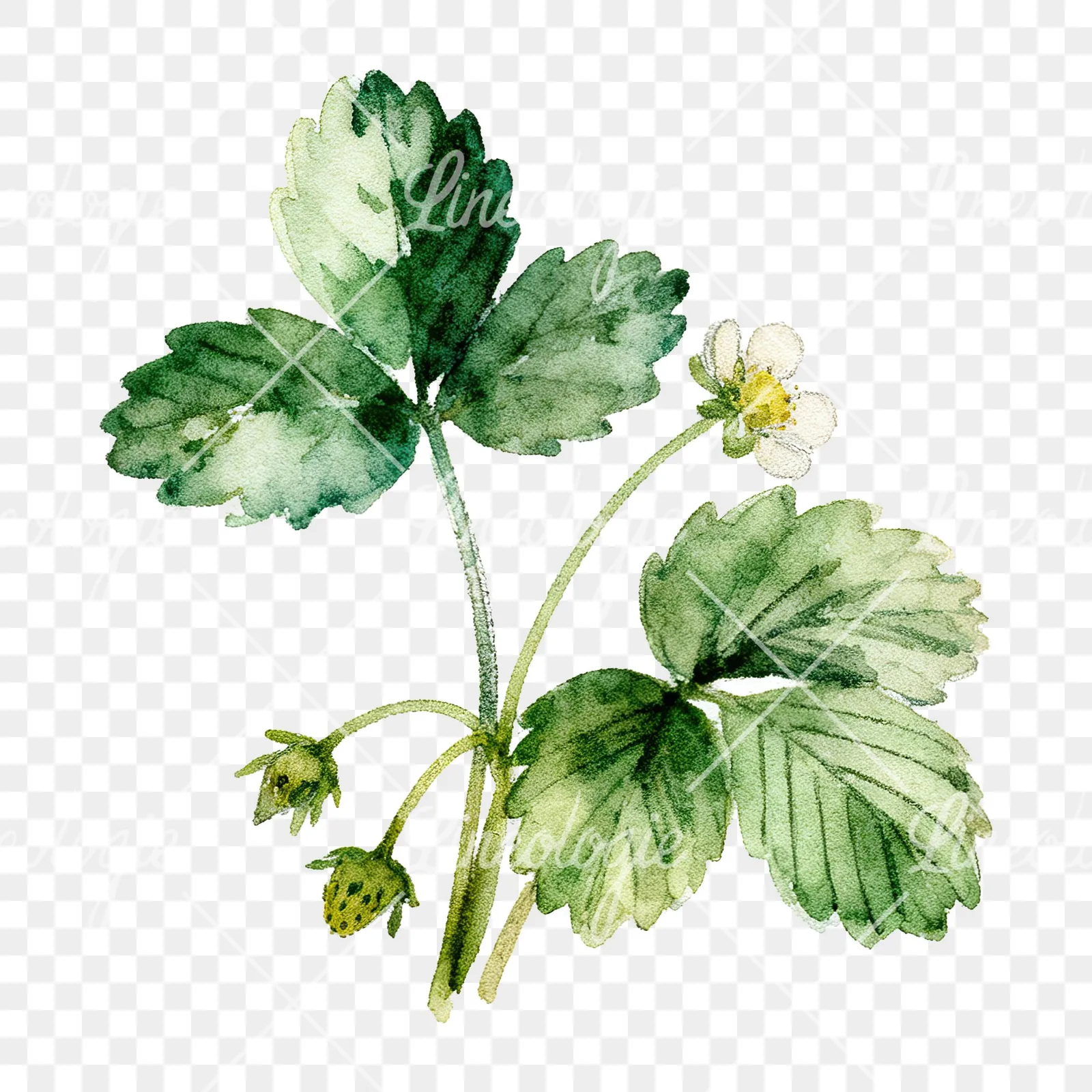 Watercolor strawberry plant clipart 2 of 9 on a transparent background (PNG)