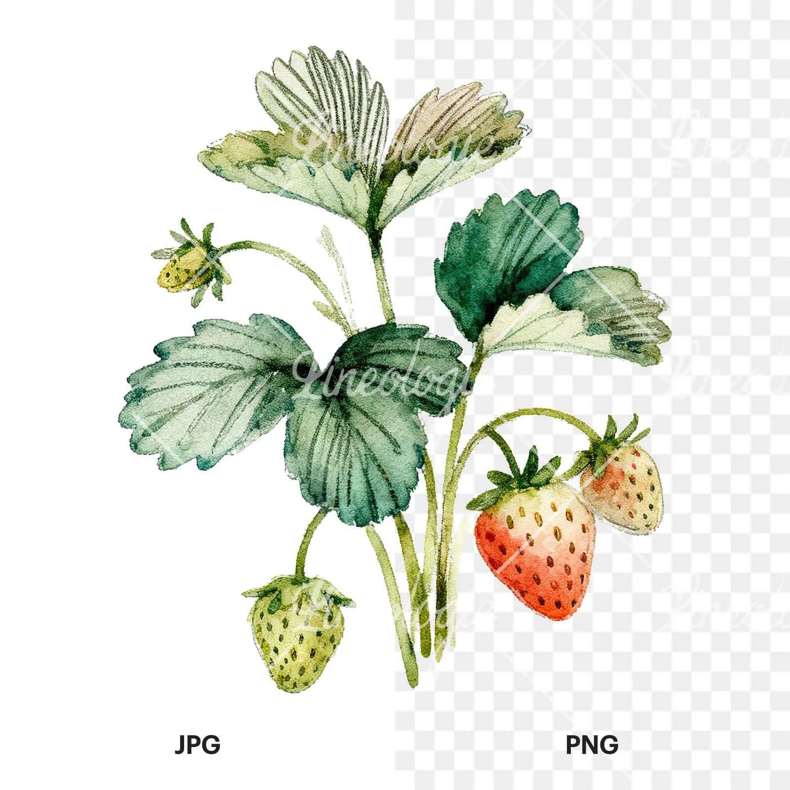 Watercolor strawberry plant clipart 4 of 9, as a JPG on white and a transparent PNG