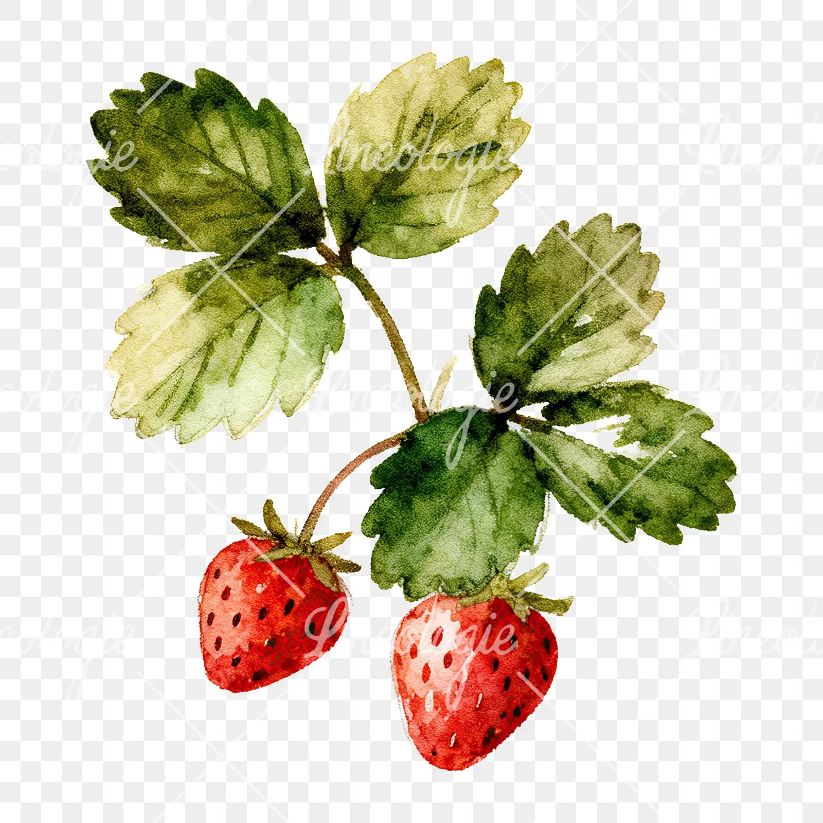 Watercolor strawberry plant clipart 5 of 9 on a transparent background (PNG)