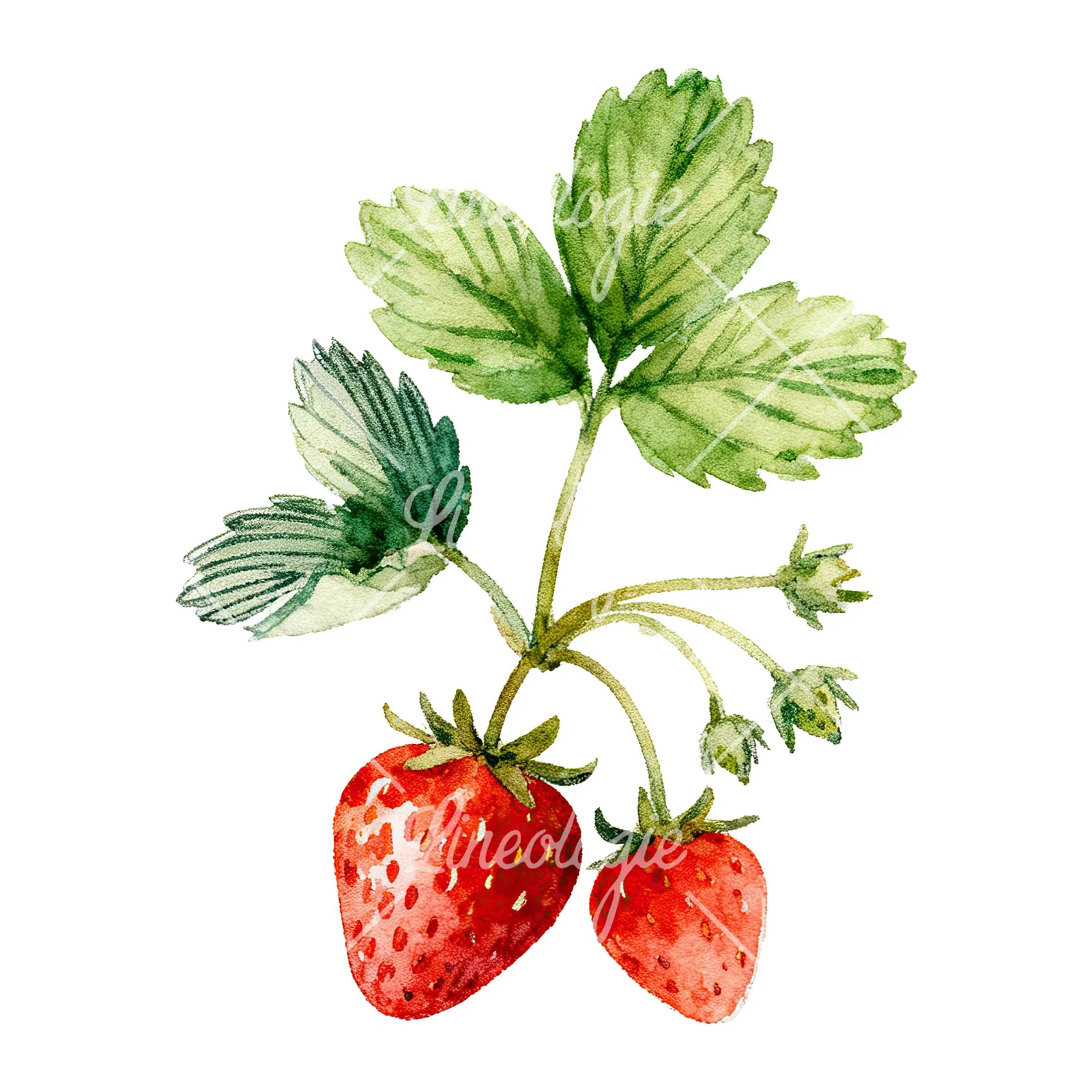 Watercolor strawberry plant clipart 9 of 9 on a white background (JPG)