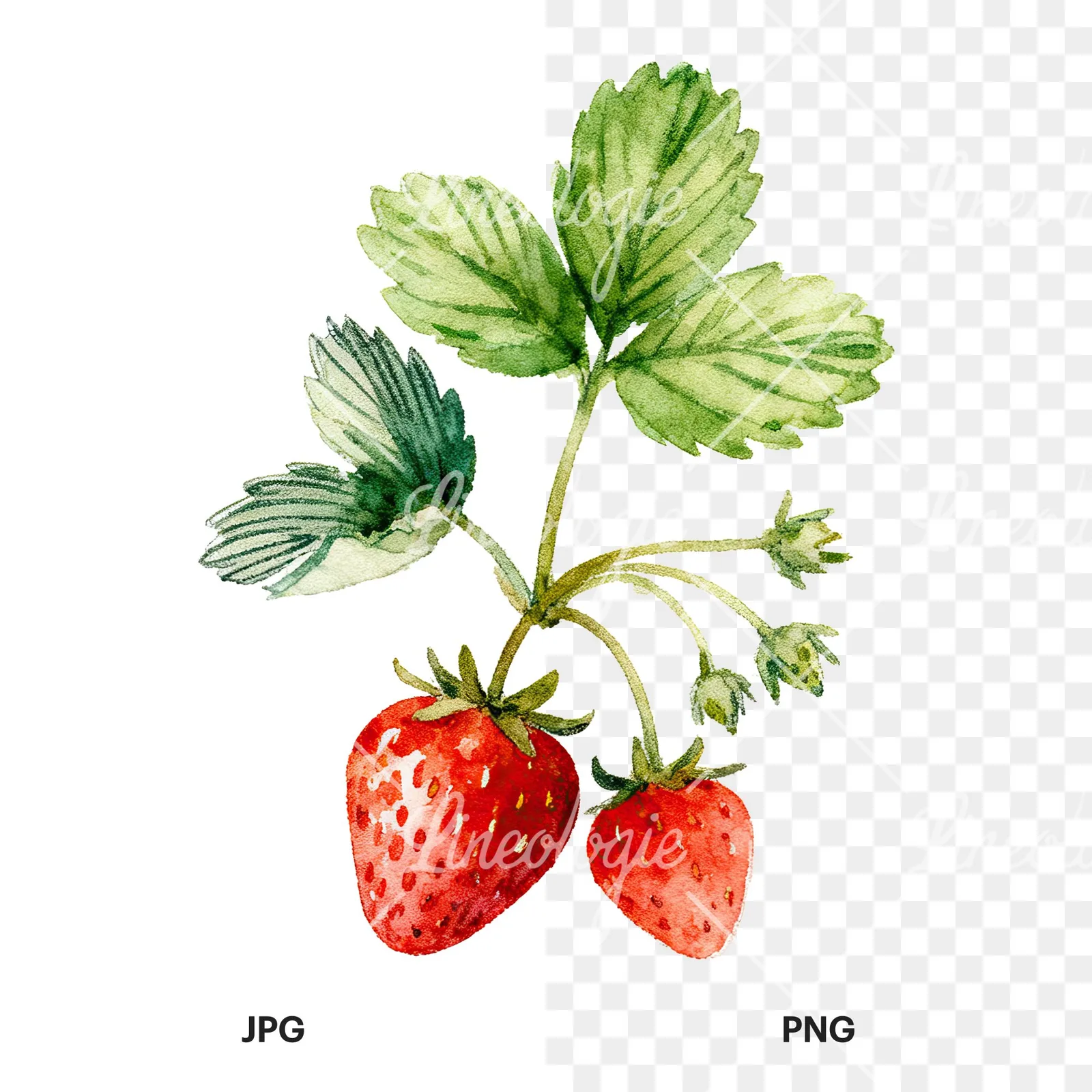 Watercolor strawberry plant clipart 9 of 9, as a JPG on white and a transparent PNG