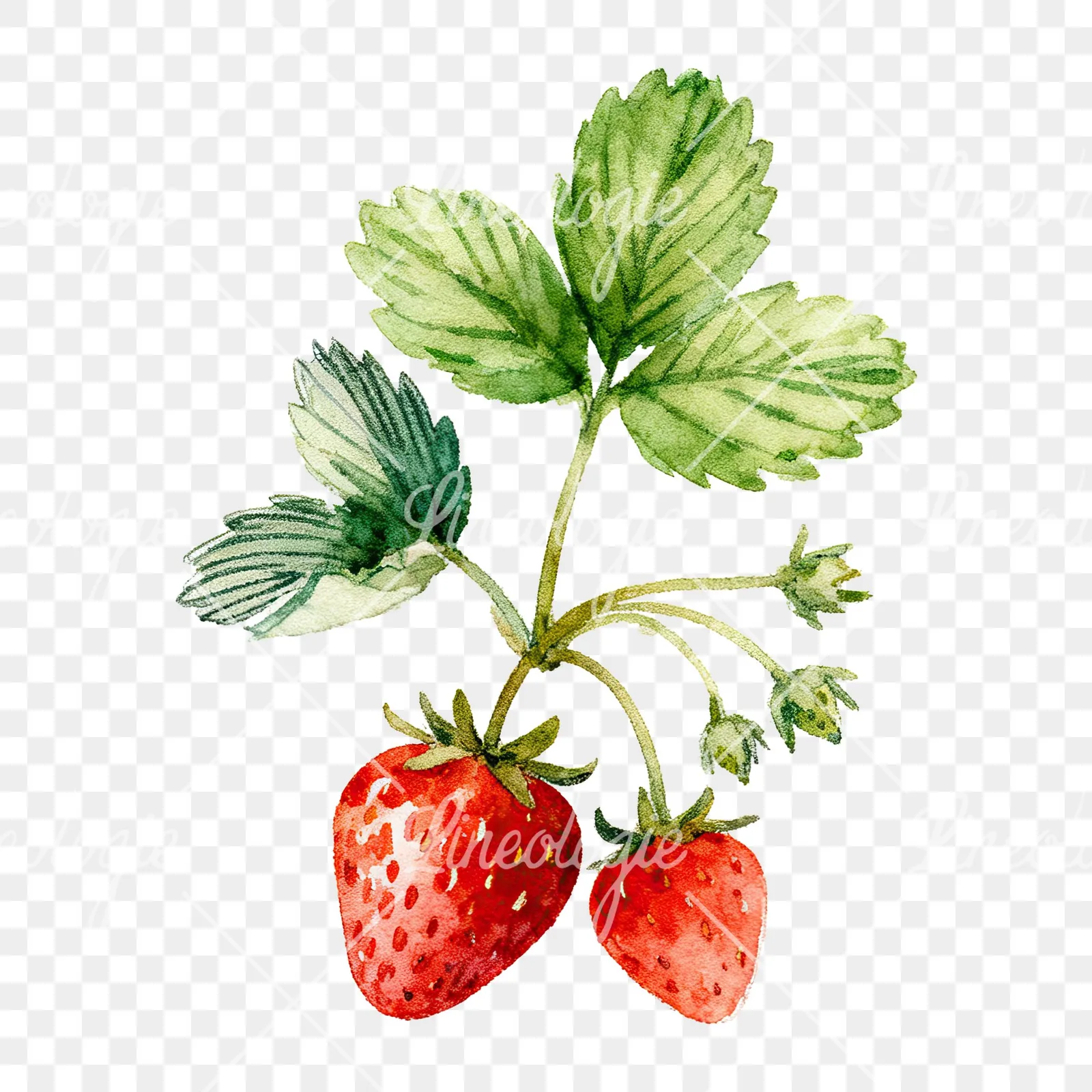 Watercolor strawberry plant clipart 9 of 9 on a transparent background (PNG)