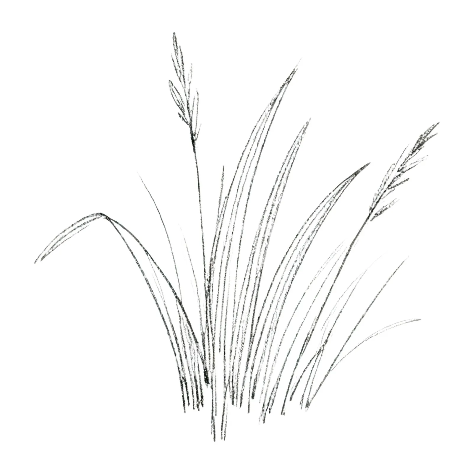 Watercolor grayscale and green wild grass clipart 1 of 12 on a white background (JPG)