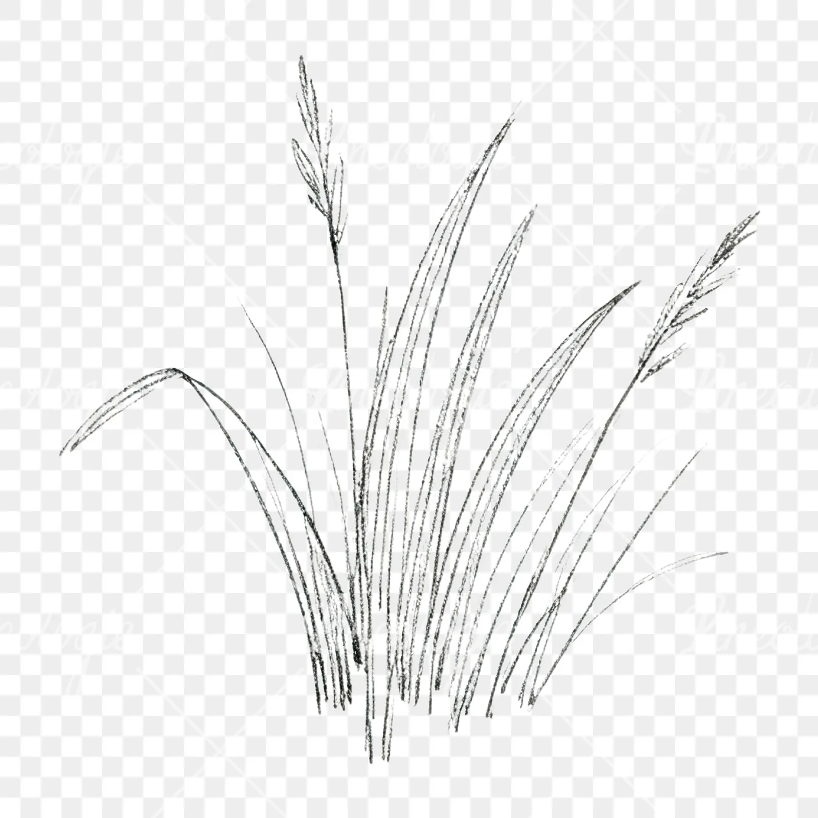 Watercolor grayscale and green wild grass clipart 1 of 12 on a transparent background (PNG)