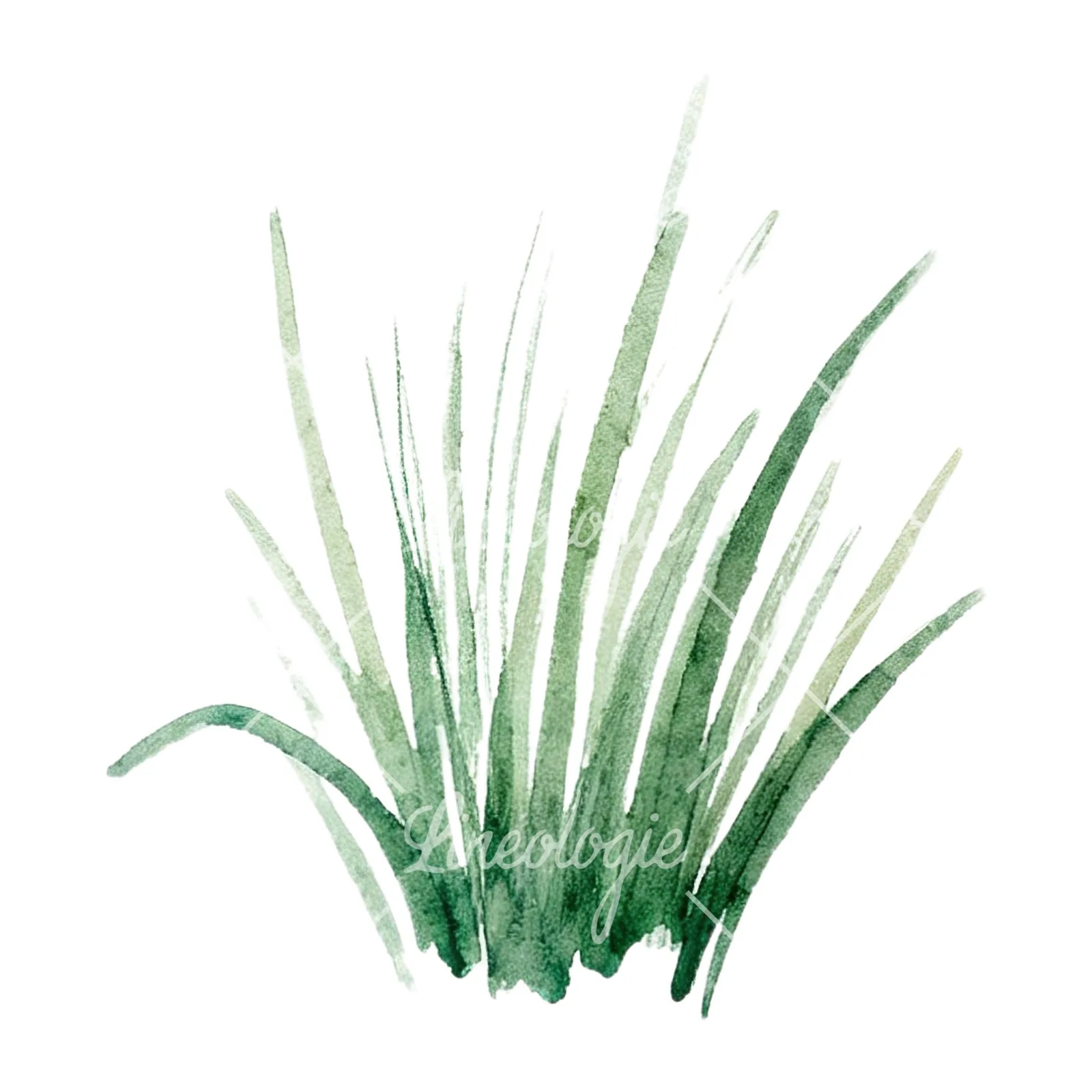 Watercolor grayscale and green wild grass clipart 2 of 12 on a white background (JPG)