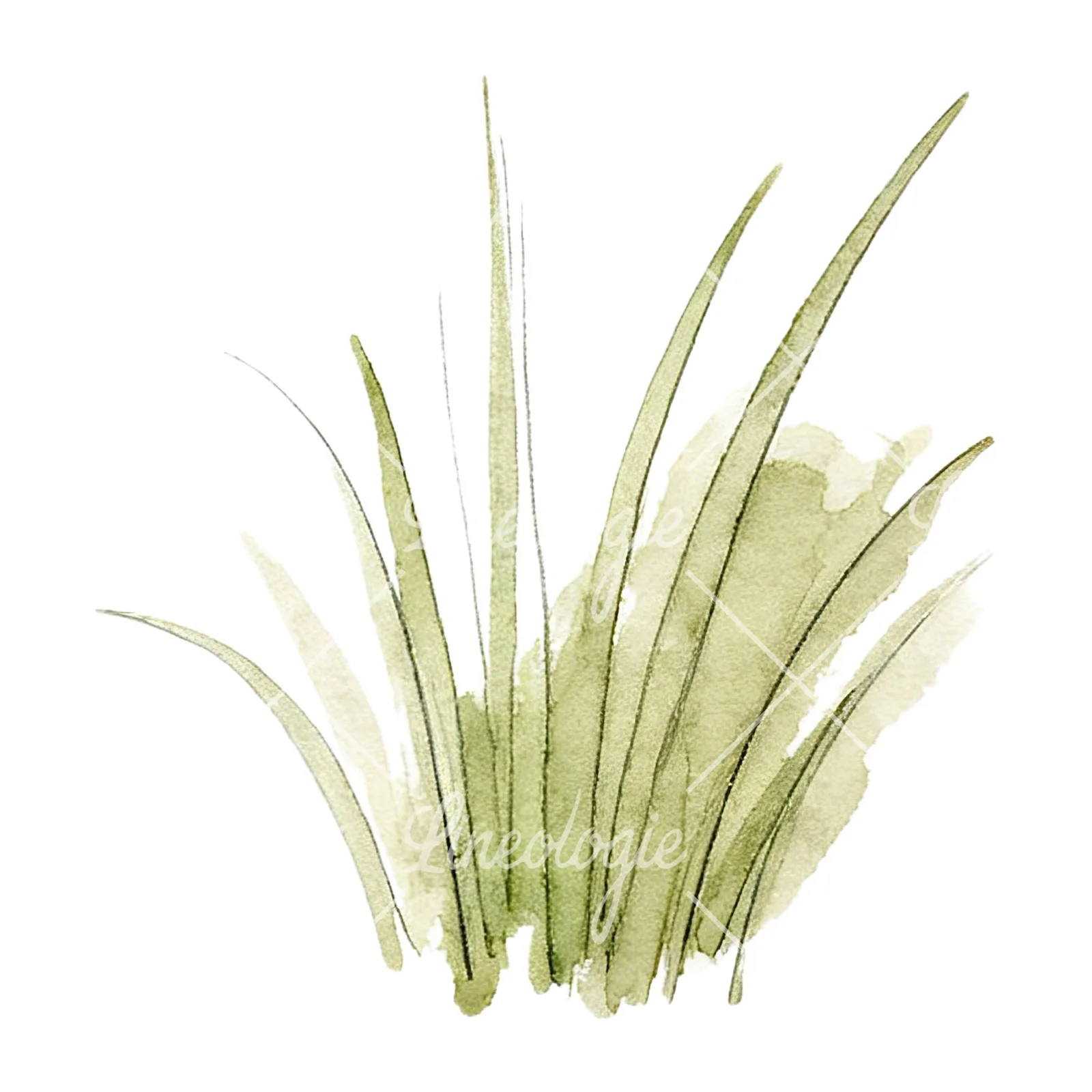 Watercolor grayscale and green wild grass clipart 3 of 12 on a white background (JPG)