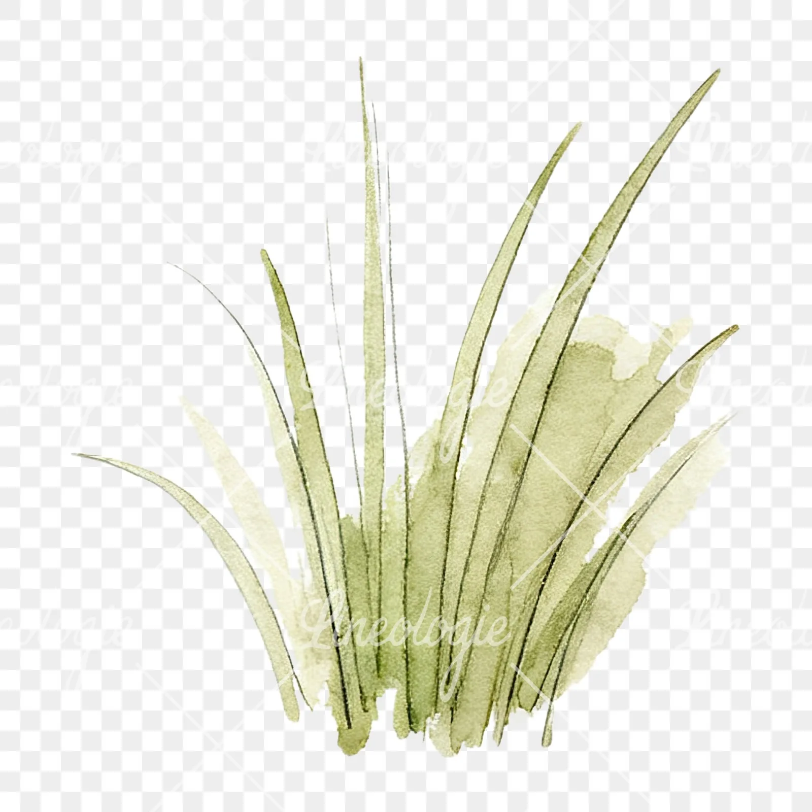 Watercolor grayscale and green wild grass clipart 3 of 12 on a transparent background (PNG)