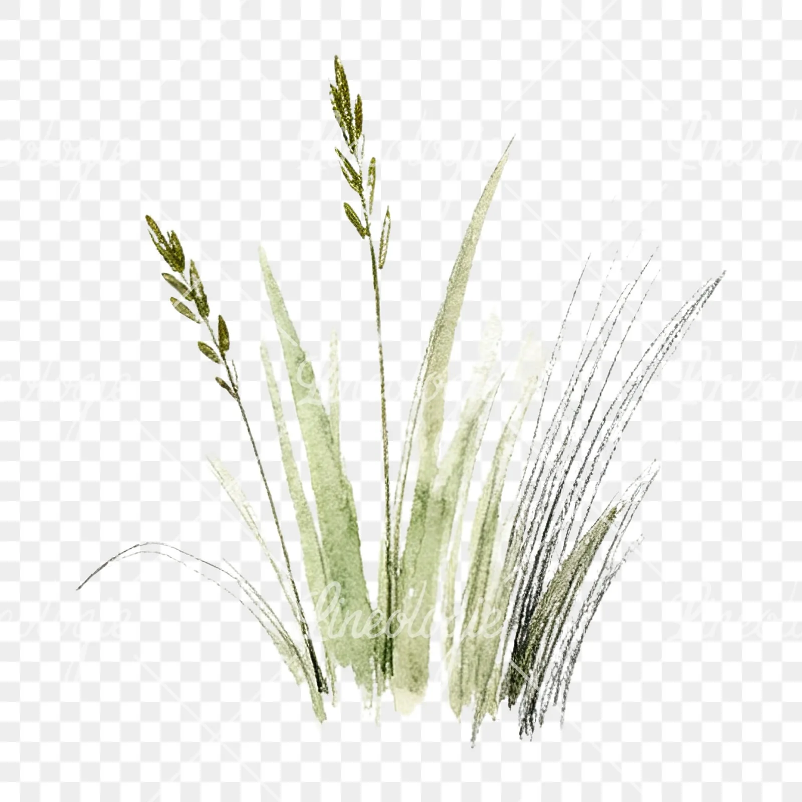 Watercolor grayscale and green wild grass clipart 4 of 12 on a transparent background (PNG)