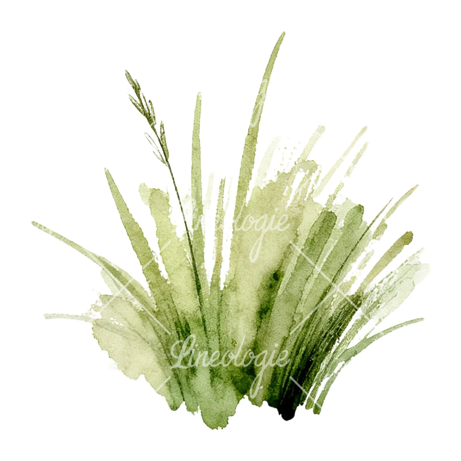Watercolor grayscale and green wild grass clipart 5 of 12 on a white background (JPG)
