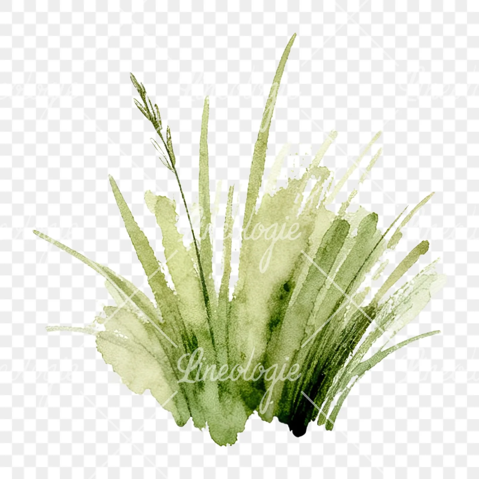 Watercolor grayscale and green wild grass clipart 5 of 12 on a transparent background (PNG)