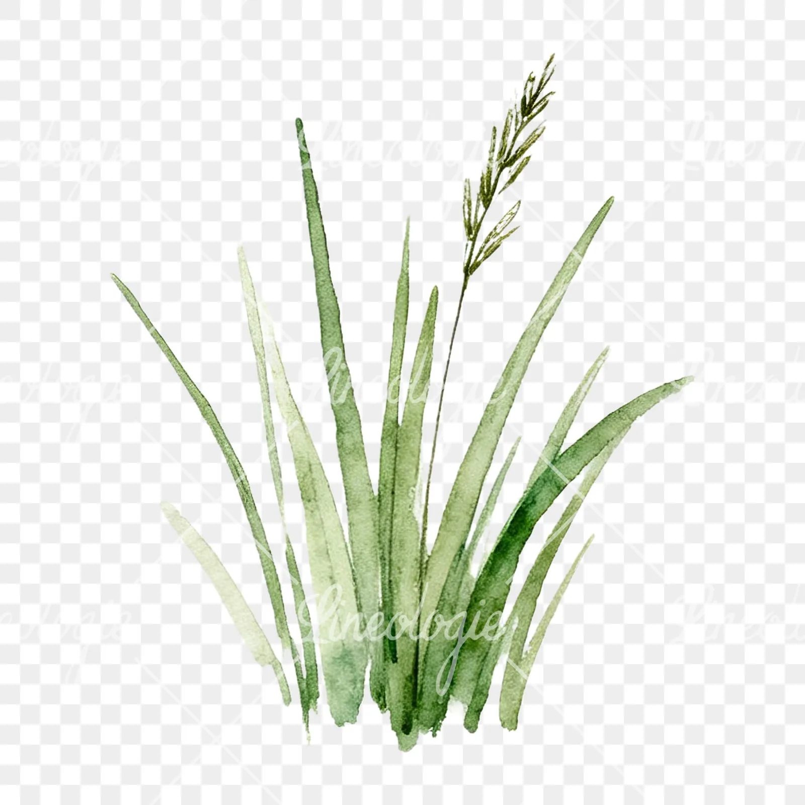 Watercolor grayscale and green wild grass clipart 6 of 12 on a transparent background (PNG)
