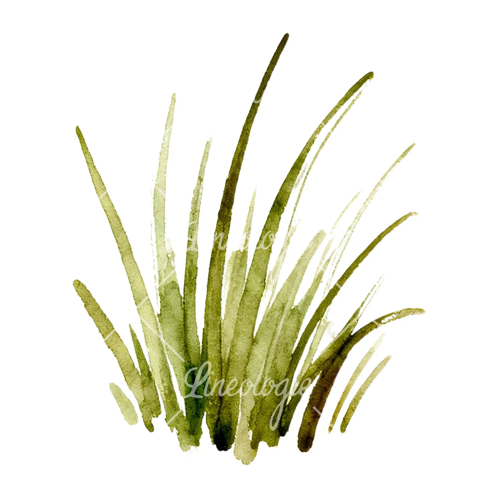 Watercolor grayscale and green wild grass clipart 7 of 12 on a white background (JPG)