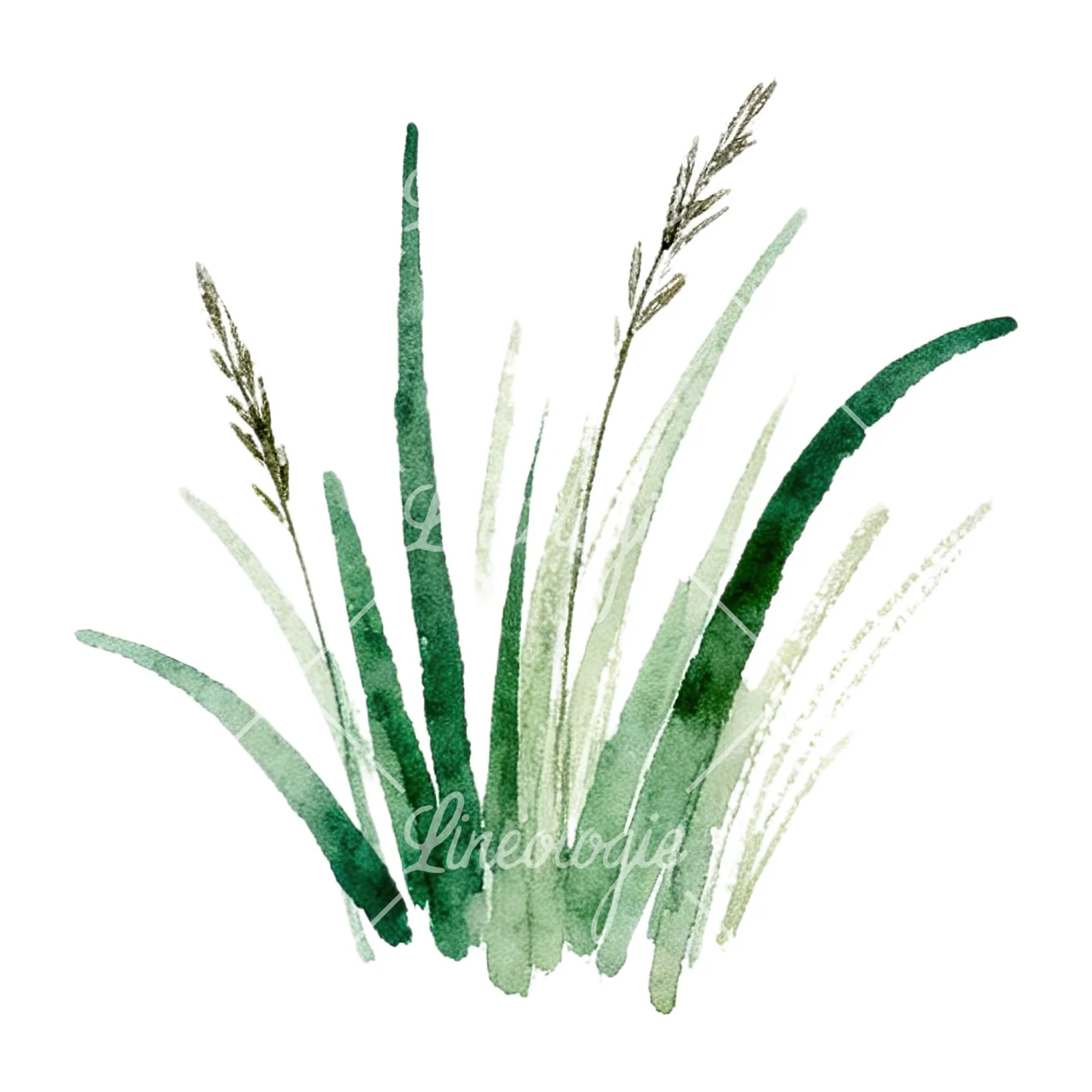 Watercolor grayscale and green wild grass clipart 8 of 12 on a white background (JPG)