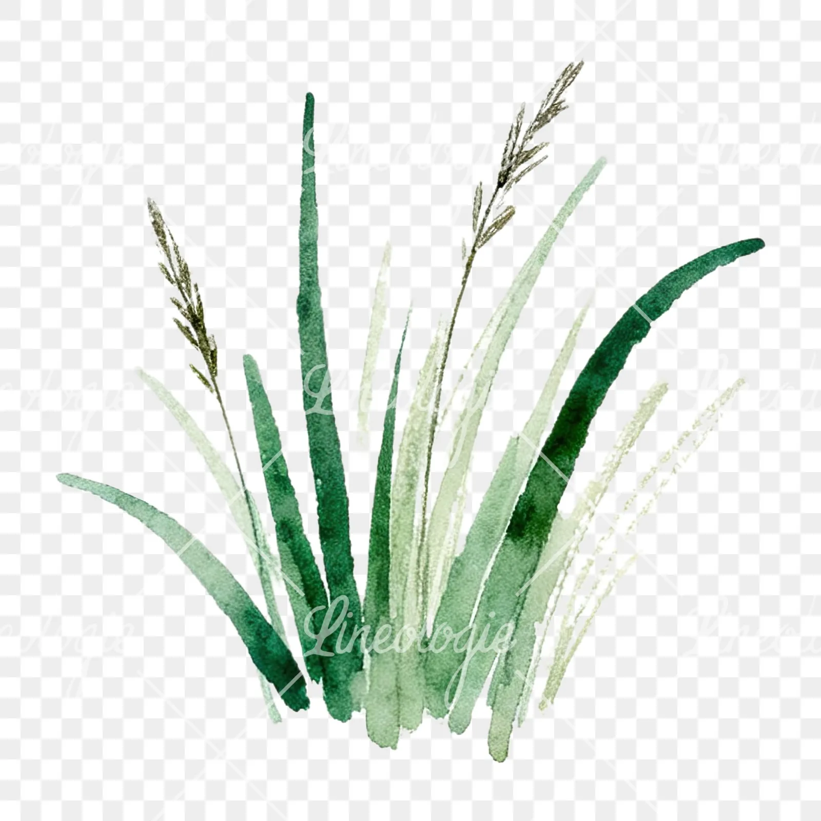 Watercolor grayscale and green wild grass clipart 8 of 12 on a transparent background (PNG)