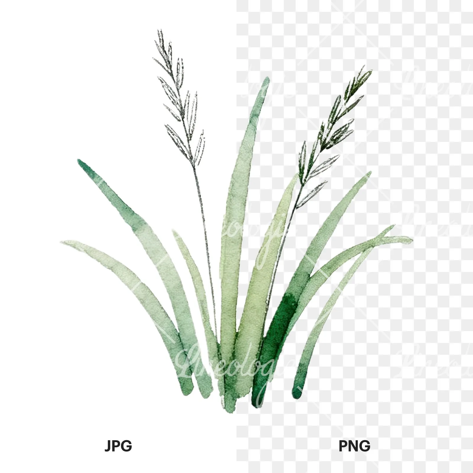 Watercolor grayscale and green wild grass clipart 9 of 12, as a JPG on white and a transparent PNG