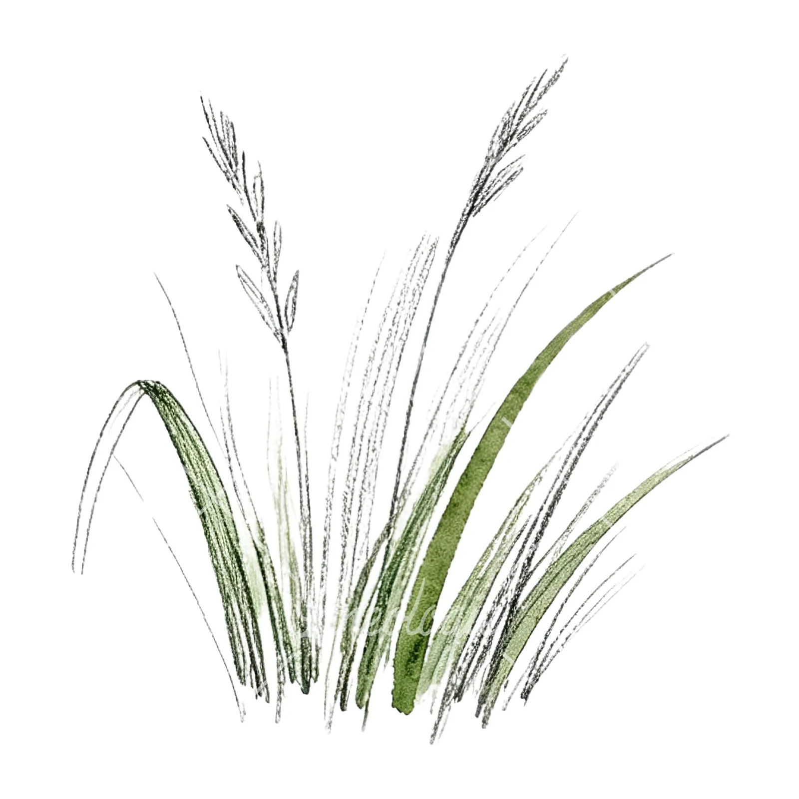 Watercolor grayscale and green wild grass clipart 10 of 12 on a white background (JPG)