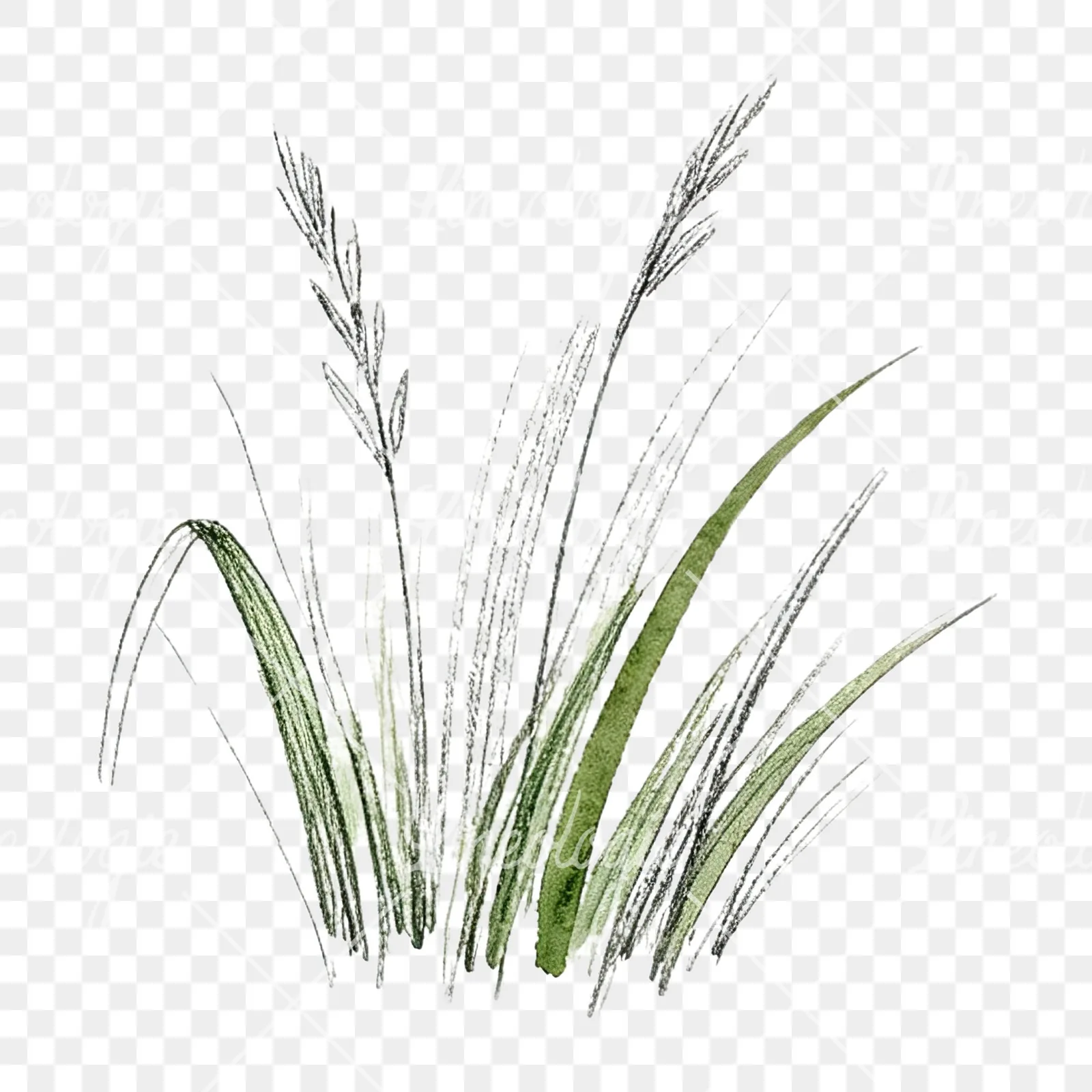 Watercolor grayscale and green wild grass clipart 10 of 12 on a transparent background (PNG)