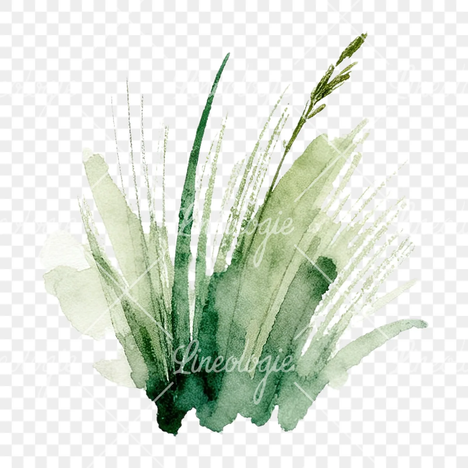 Watercolor grayscale and green wild grass clipart 11 of 12 on a transparent background (PNG)