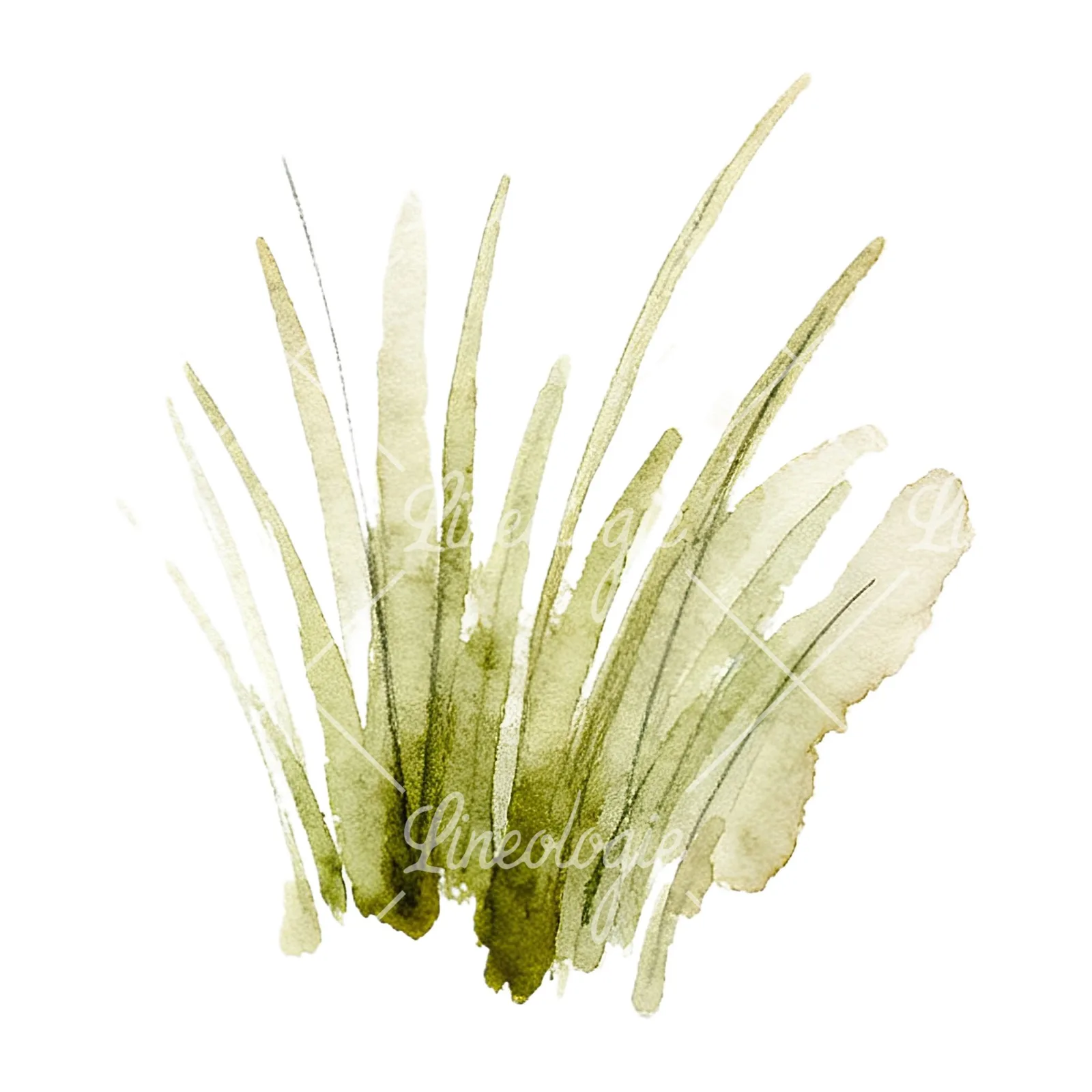 Watercolor grayscale and green wild grass clipart 12 of 12 on a white background (JPG)