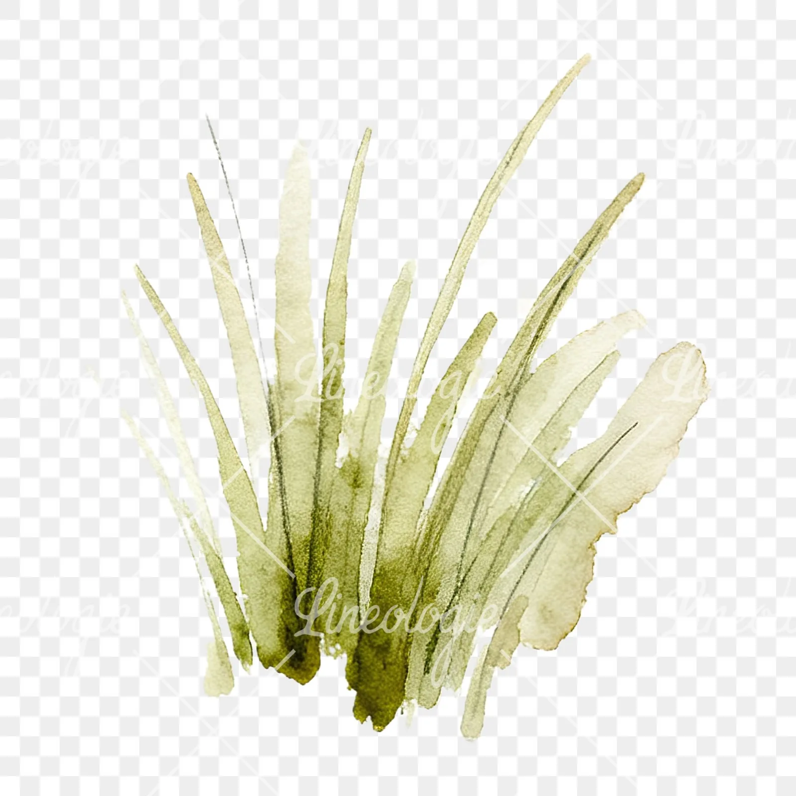 Watercolor grayscale and green wild grass clipart 12 of 12 on a transparent background (PNG)