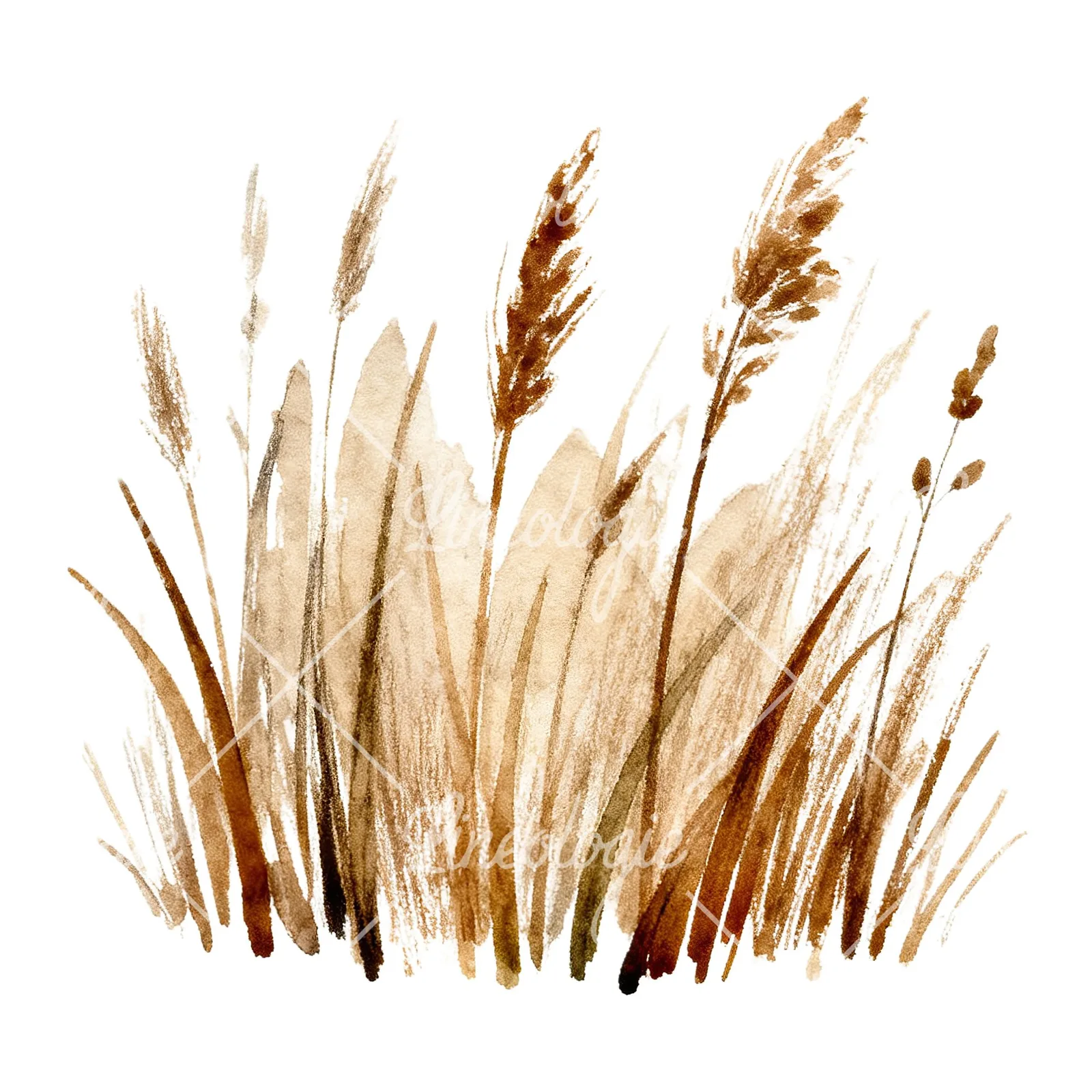 Watercolor dried grass scene clipart 6 of 6 on a white background (JPG)