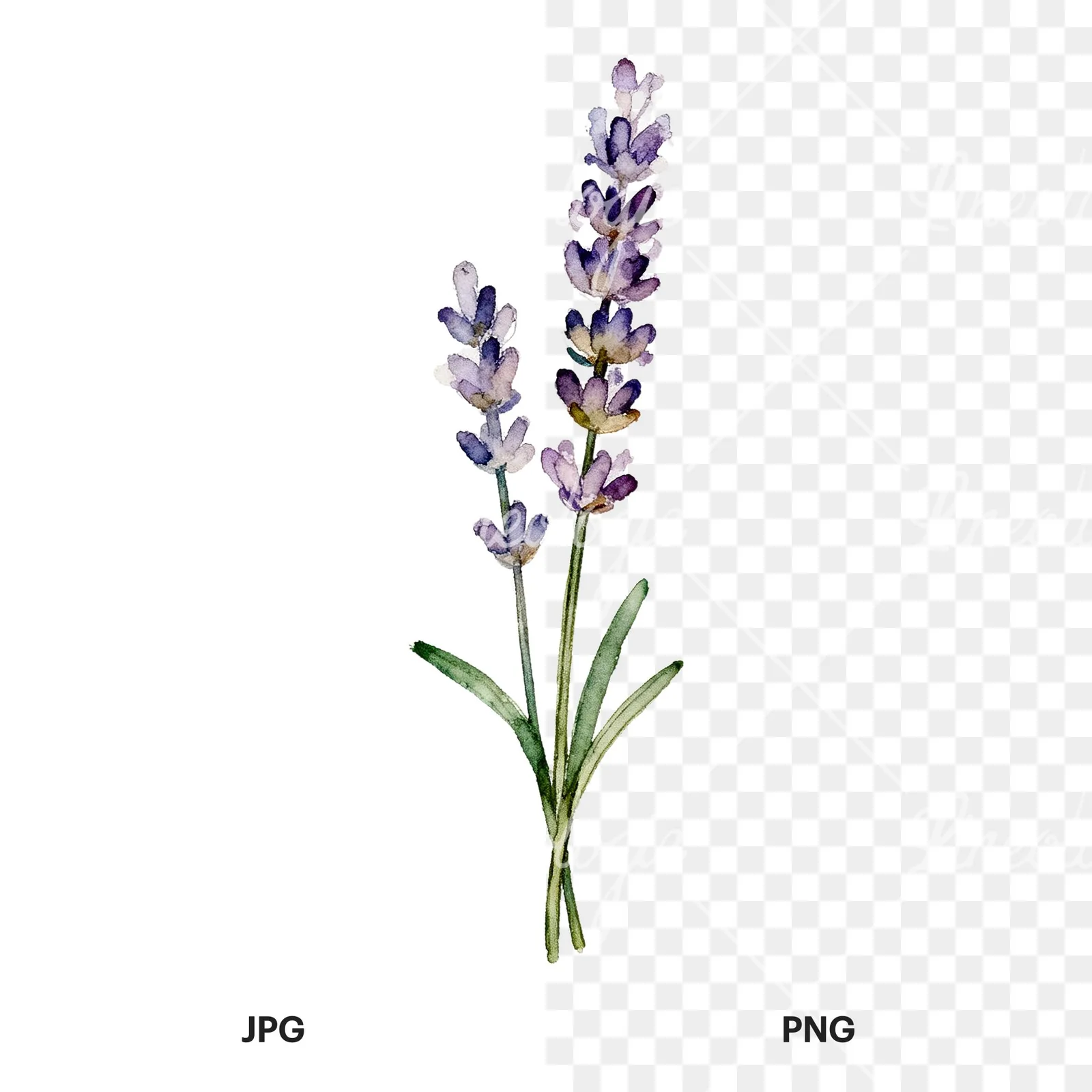 Watercolor clustered lavender stem clipart 1 of 6, as a JPG on white and a transparent PNG