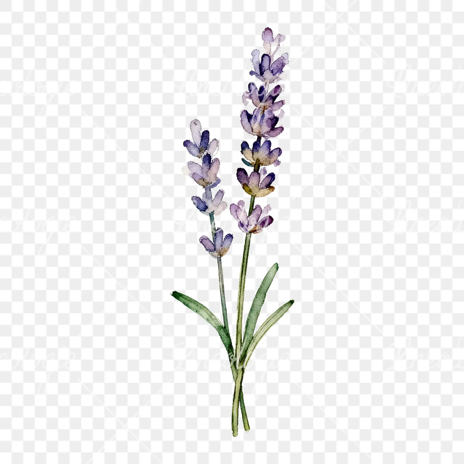 Watercolor clustered lavender stem clipart 1 of 6 on a transparent background (PNG)