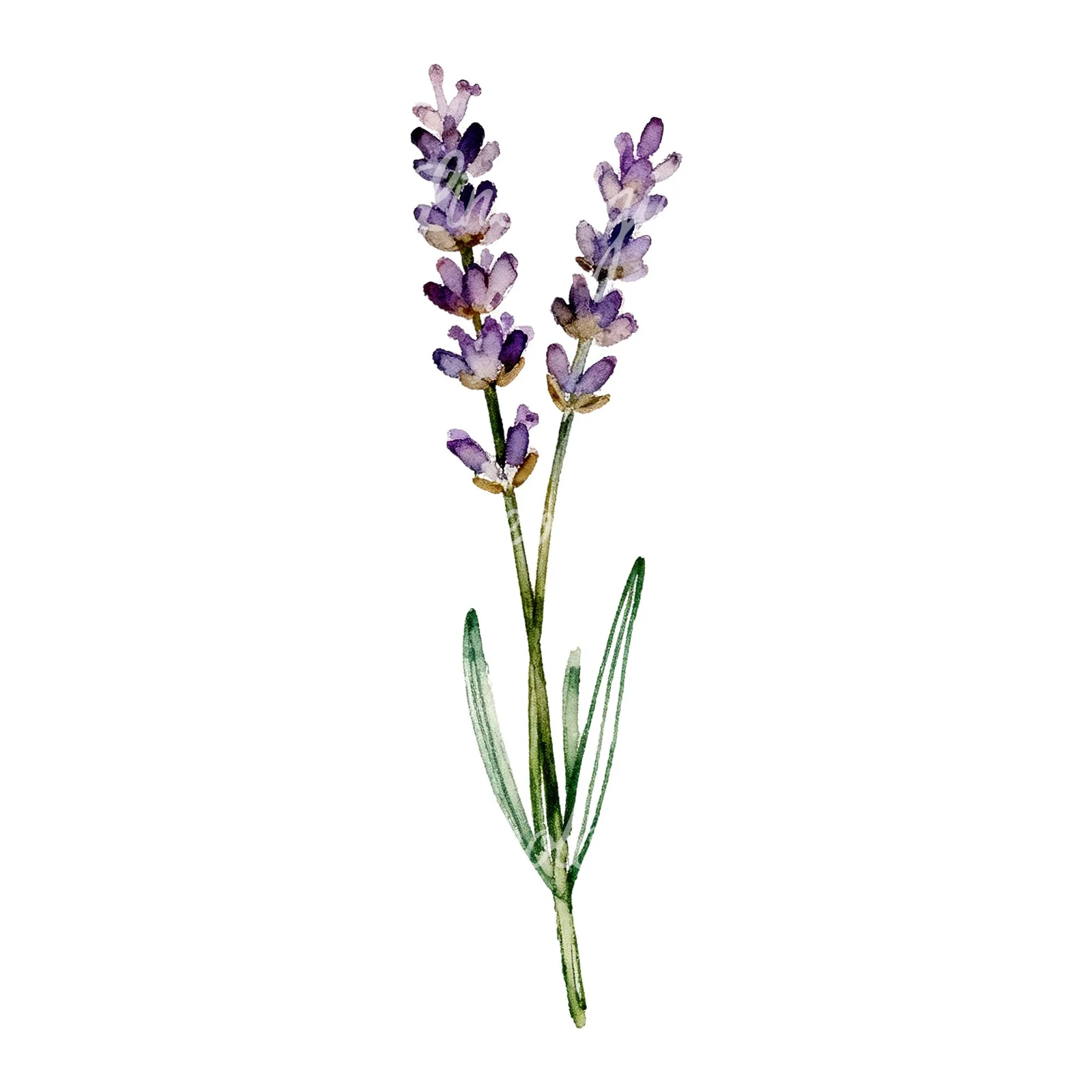 Watercolor clustered lavender stem clipart 2 of 6 on a white background (JPG)