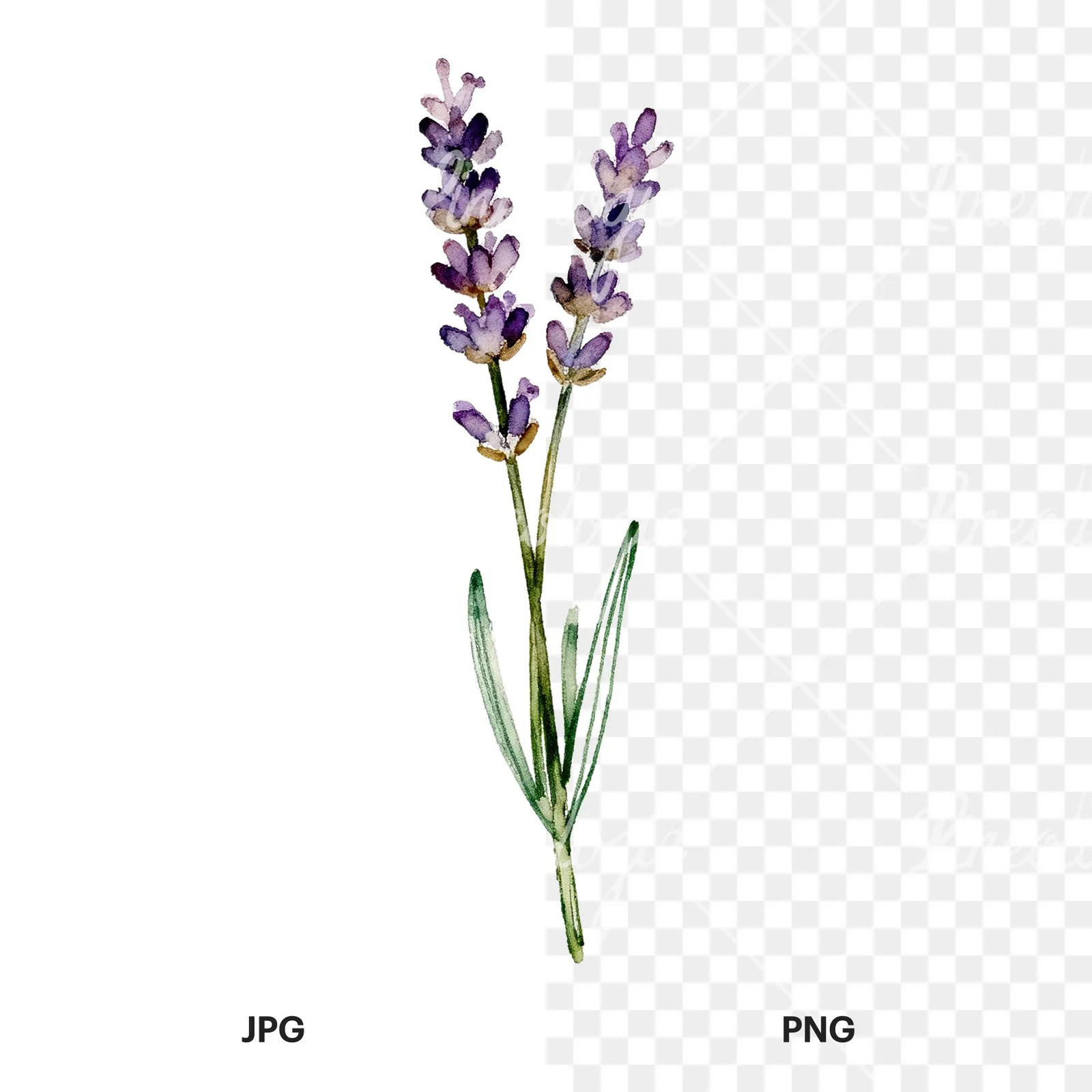 Watercolor clustered lavender stem clipart 2 of 6, as a JPG on white and a transparent PNG