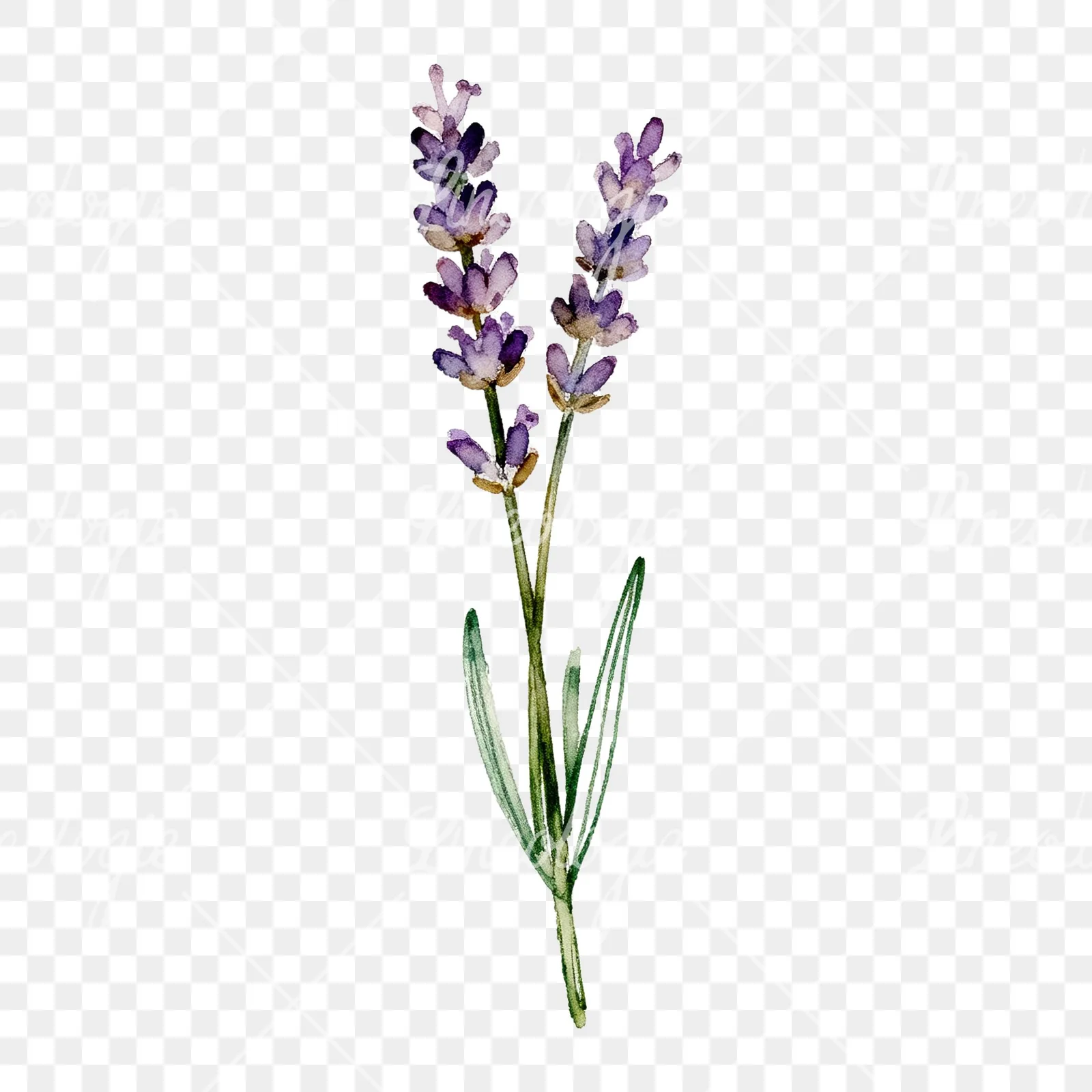 Watercolor clustered lavender stem clipart 2 of 6 on a transparent background (PNG)