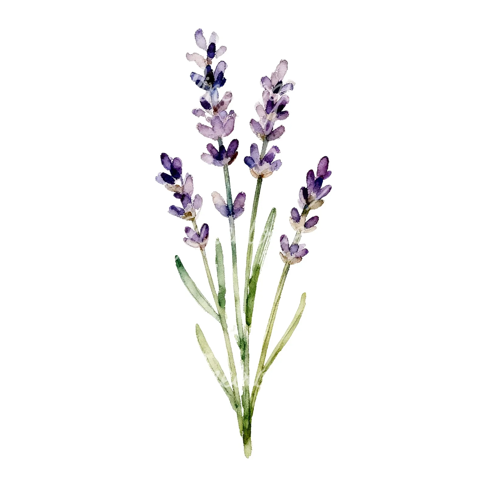 Watercolor clustered lavender stem clipart 3 of 6 on a white background (JPG)
