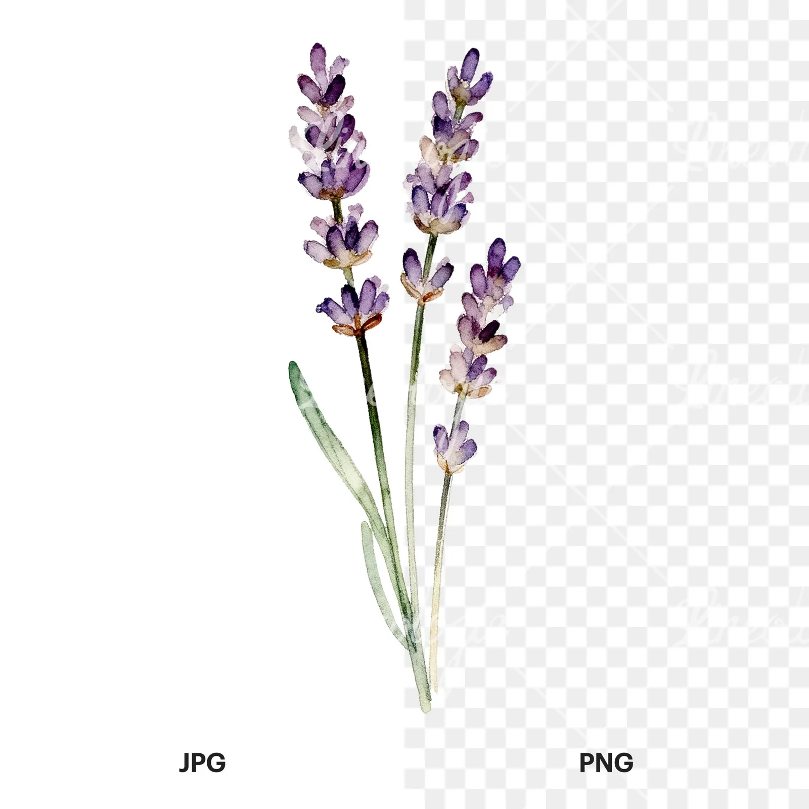 Watercolor clustered lavender stem clipart 4 of 6, as a JPG on white and a transparent PNG
