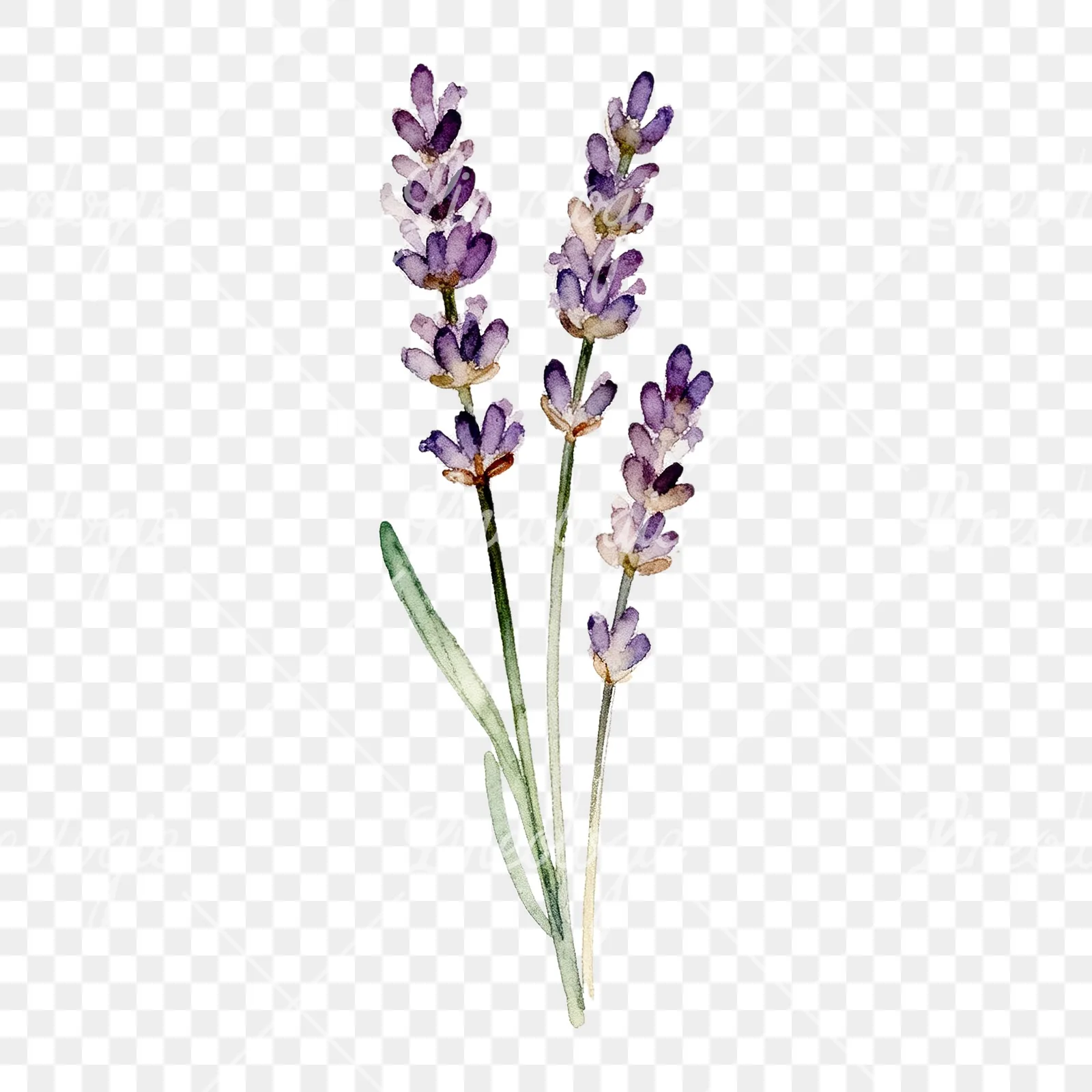 Watercolor clustered lavender stem clipart 4 of 6 on a transparent background (PNG)