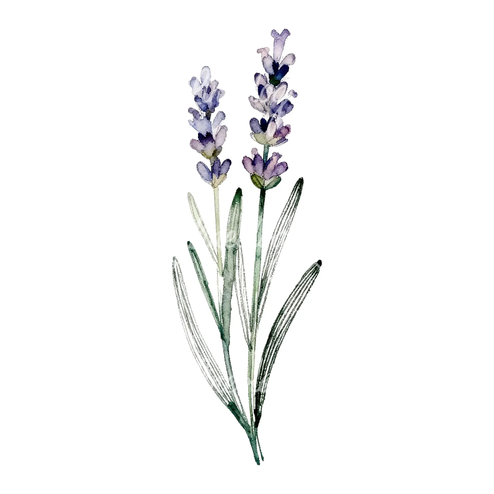 Watercolor clustered lavender stem clipart 5 of 6 on a white background (JPG)