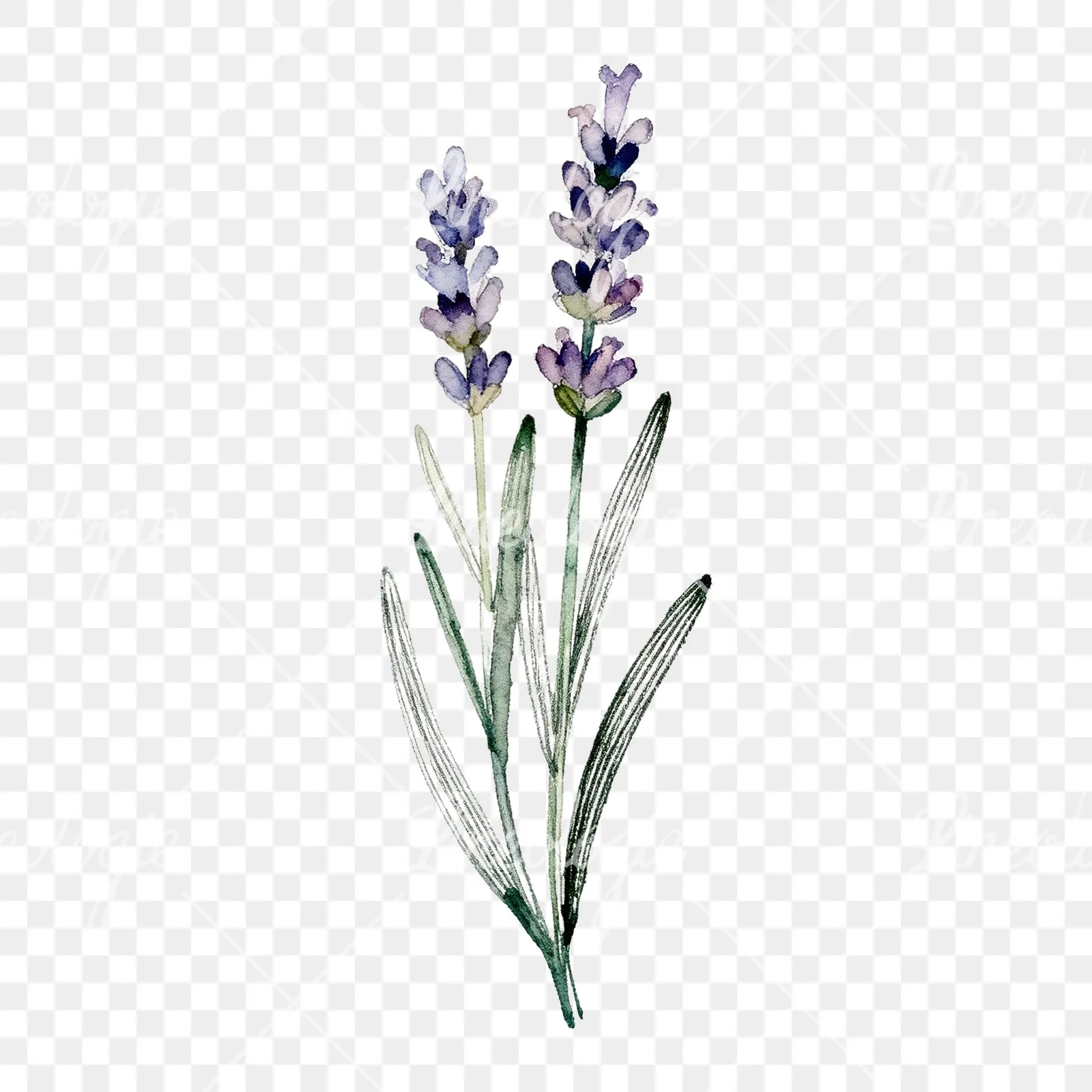 Watercolor clustered lavender stem clipart 5 of 6 on a transparent background (PNG)