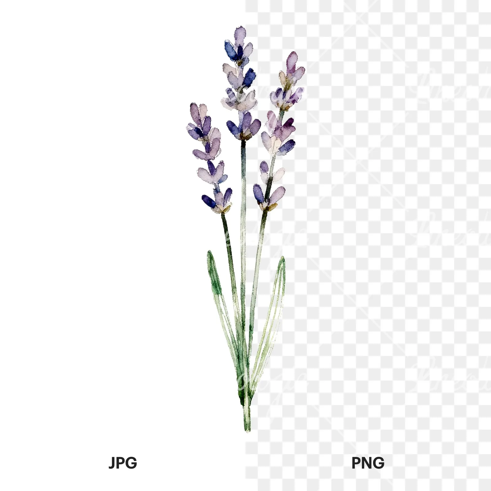 Watercolor clustered lavender stem clipart 6 of 6, as a JPG on white and a transparent PNG