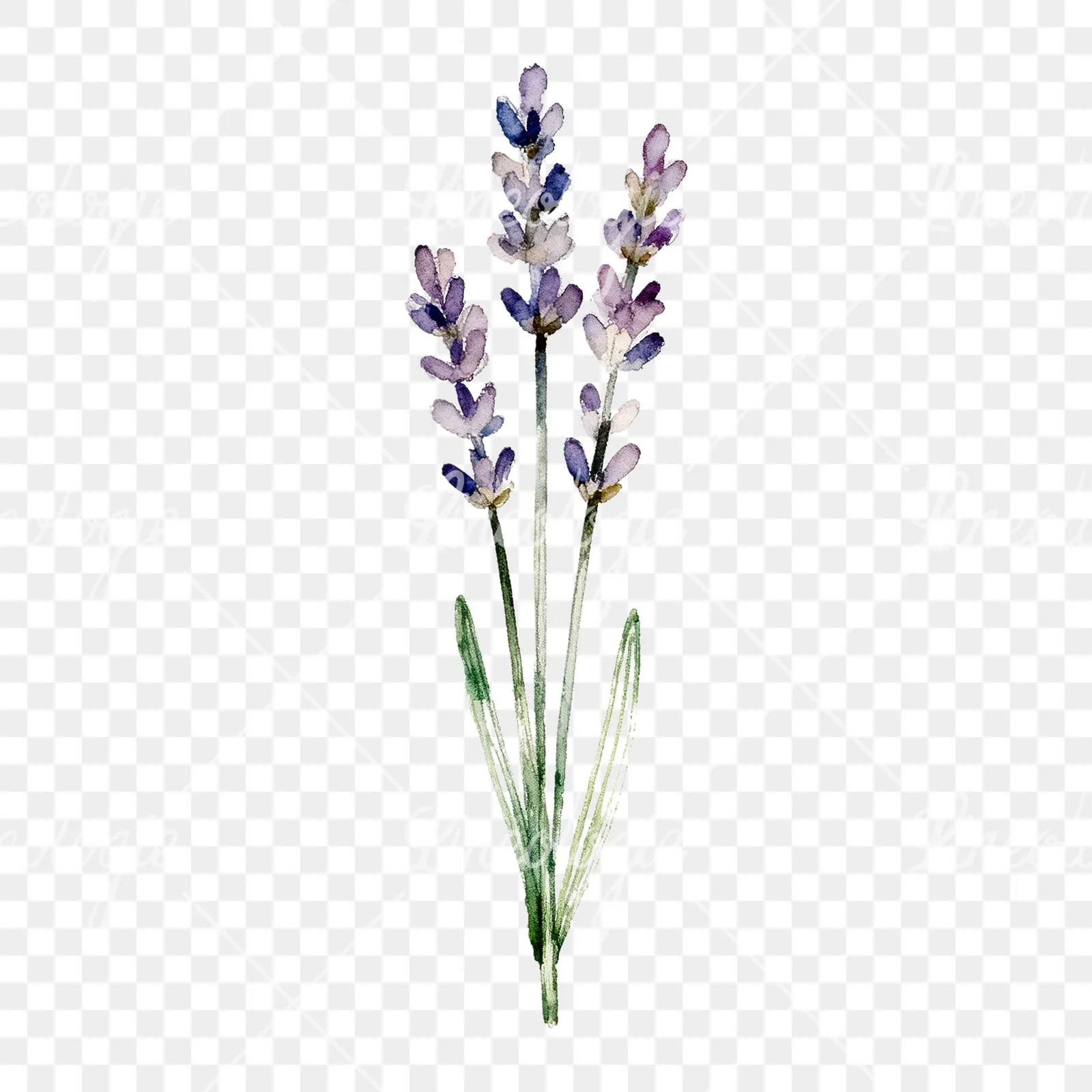 Watercolor clustered lavender stem clipart 6 of 6 on a transparent background (PNG)