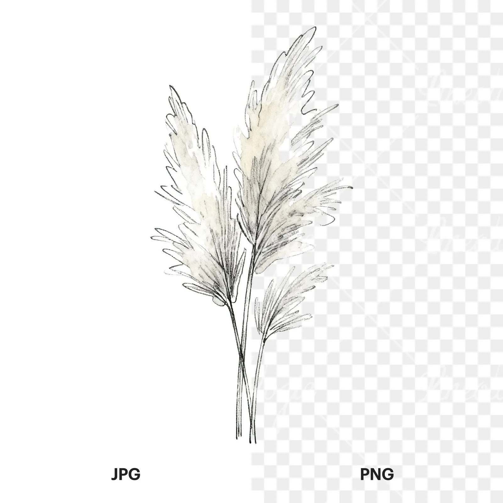 Watercolor pampas grass sketch clipart 1 of 6, as a JPG on white and a transparent PNG