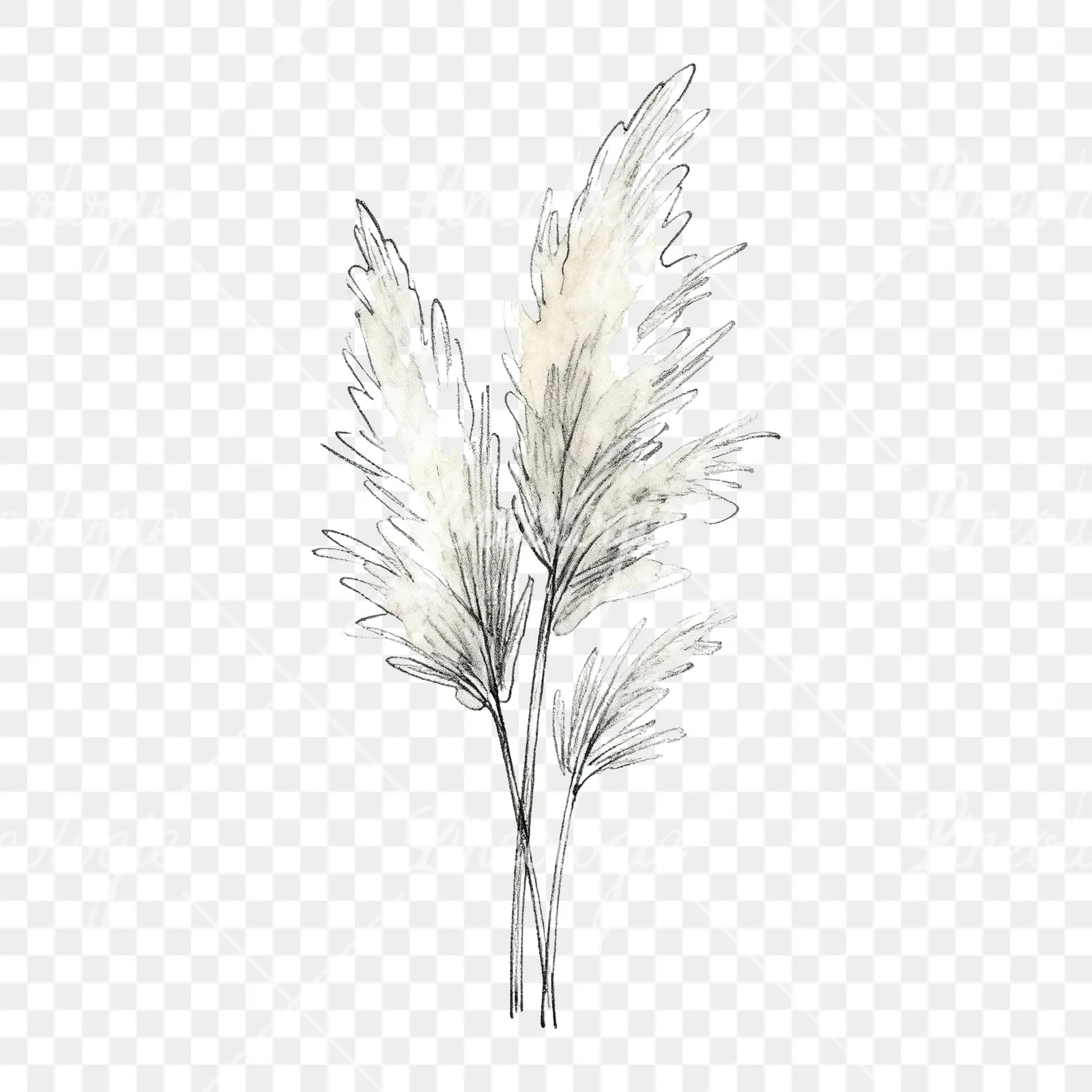 Watercolor pampas grass sketch clipart 1 of 6 on a transparent background (PNG)