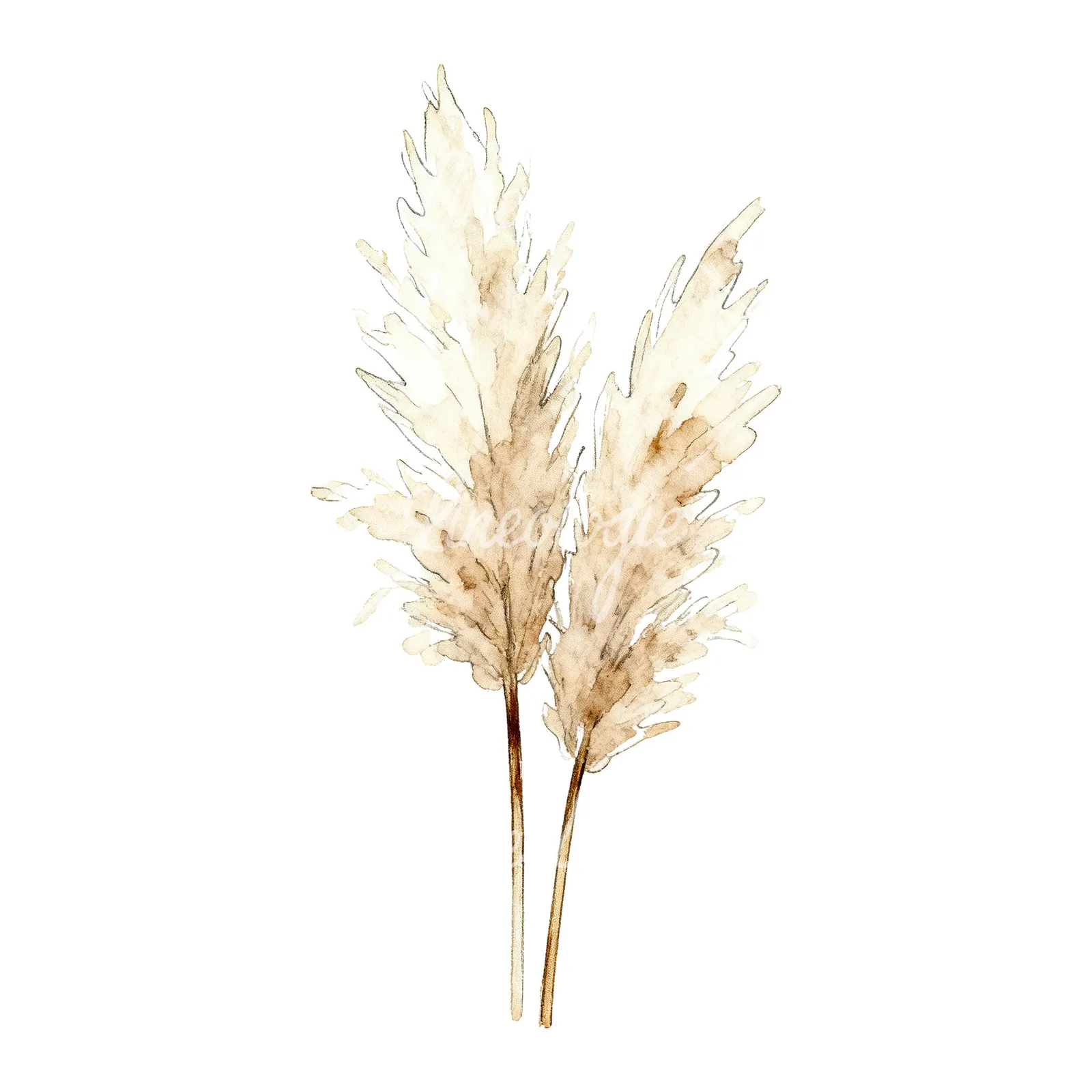 Watercolor pampas grass sketch clipart 2 of 6 on a white background (JPG)