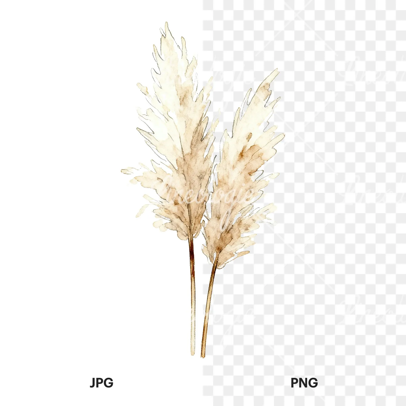 Watercolor pampas grass sketch clipart 2 of 6, as a JPG on white and a transparent PNG