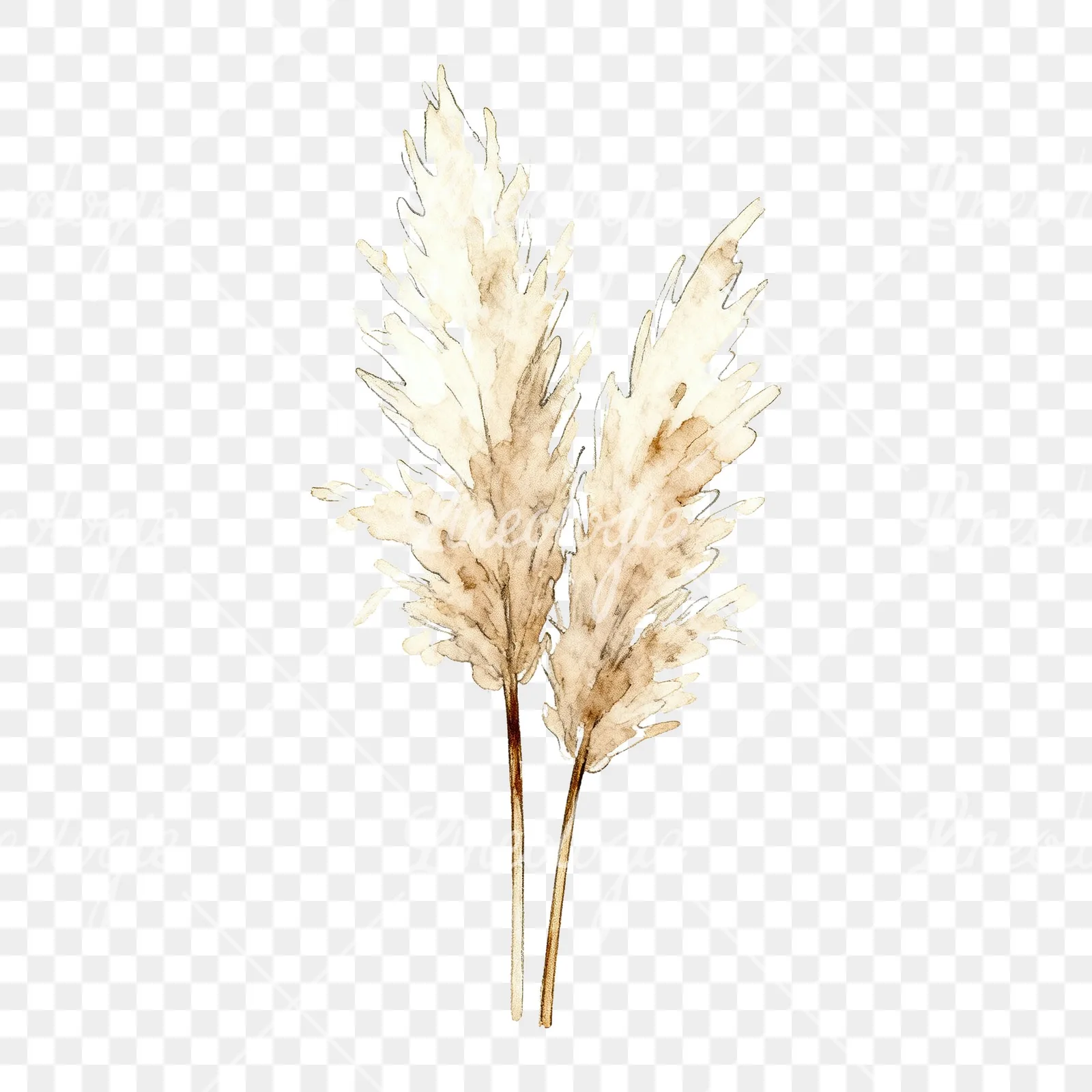 Watercolor pampas grass sketch clipart 2 of 6 on a transparent background (PNG)
