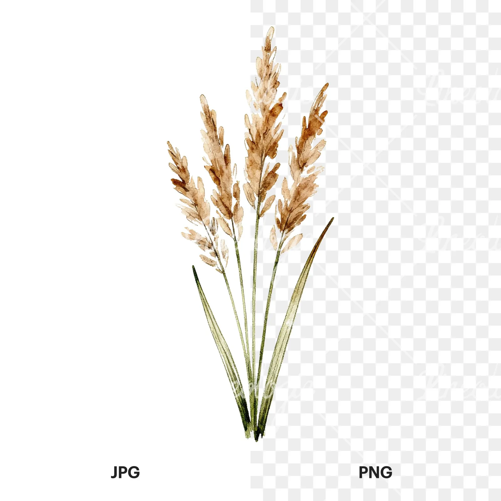 Watercolor pampas grass sketch clipart 3 of 6, as a JPG on white and a transparent PNG