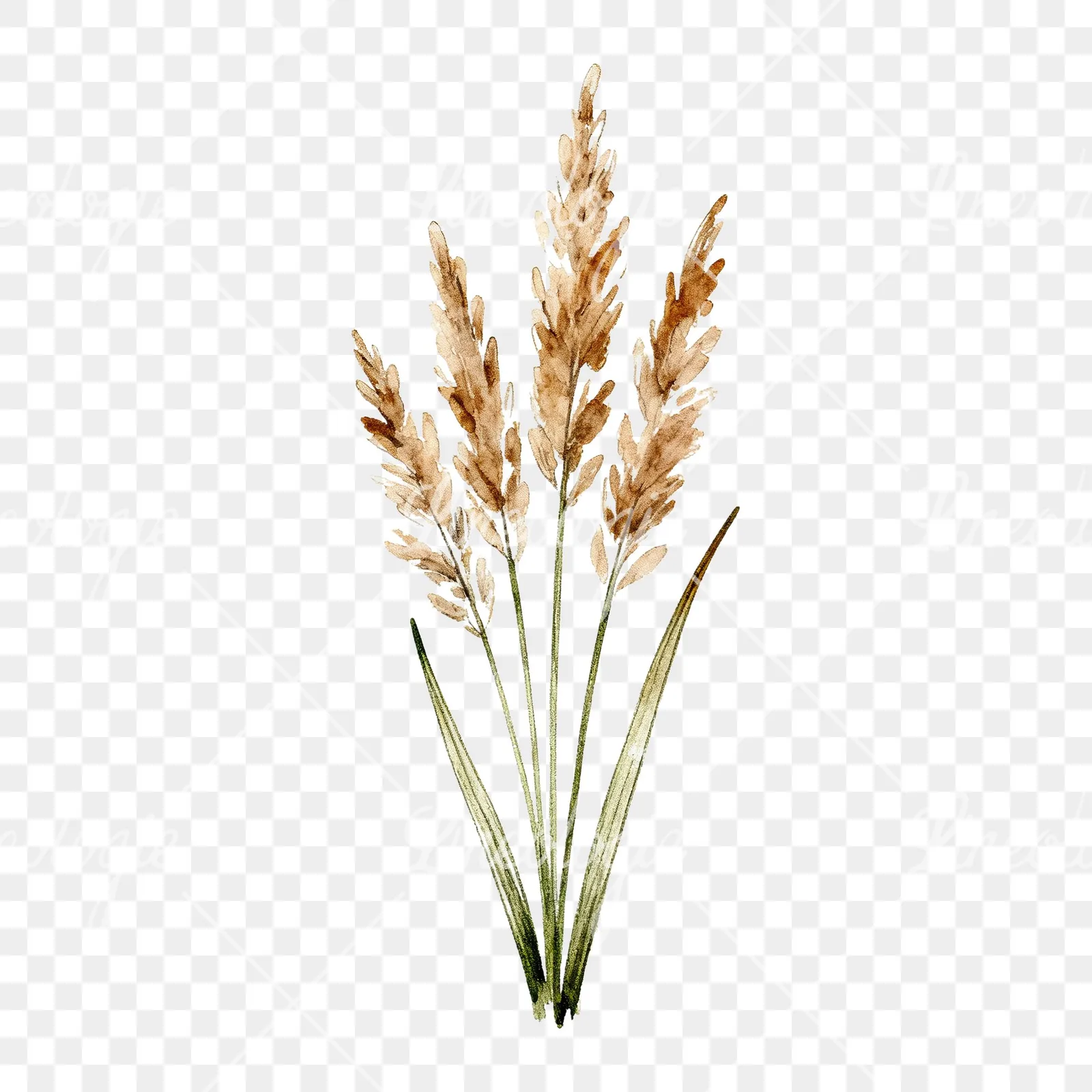 Watercolor pampas grass sketch clipart 3 of 6 on a transparent background (PNG)