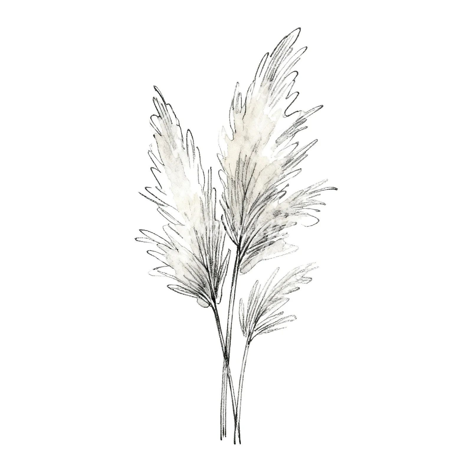 Watercolor pampas grass sketch clipart 4 of 6 on a white background (JPG)