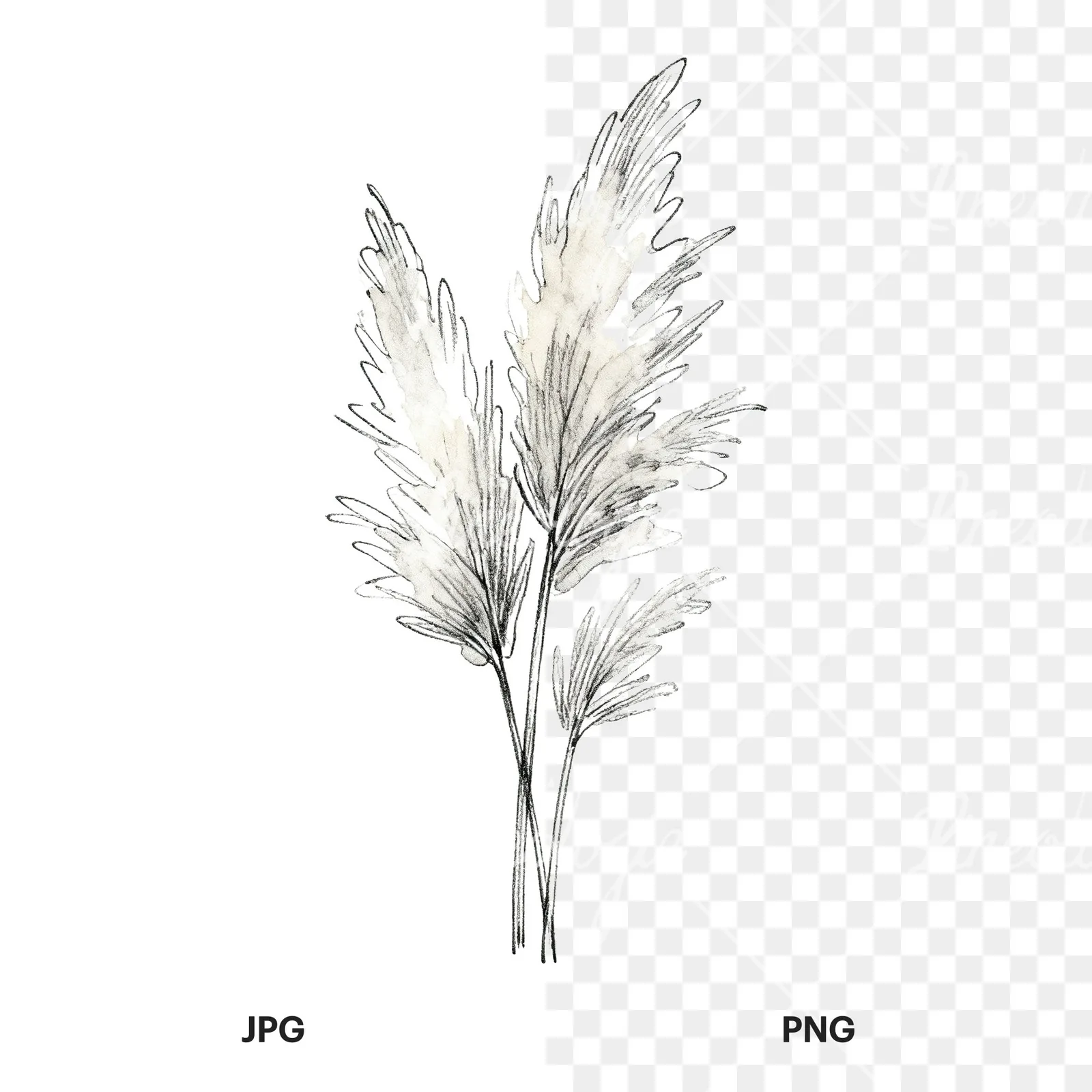 Watercolor pampas grass sketch clipart 4 of 6, as a JPG on white and a transparent PNG
