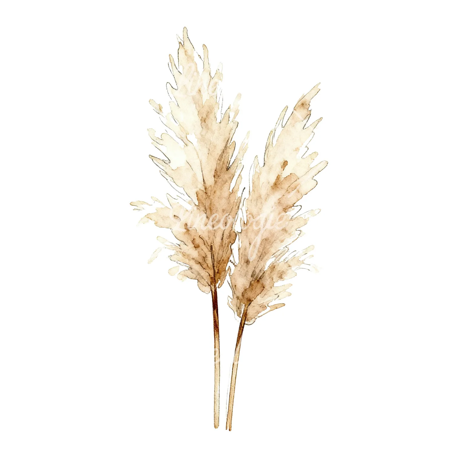 Watercolor pampas grass sketch clipart 5 of 6 on a white background (JPG)