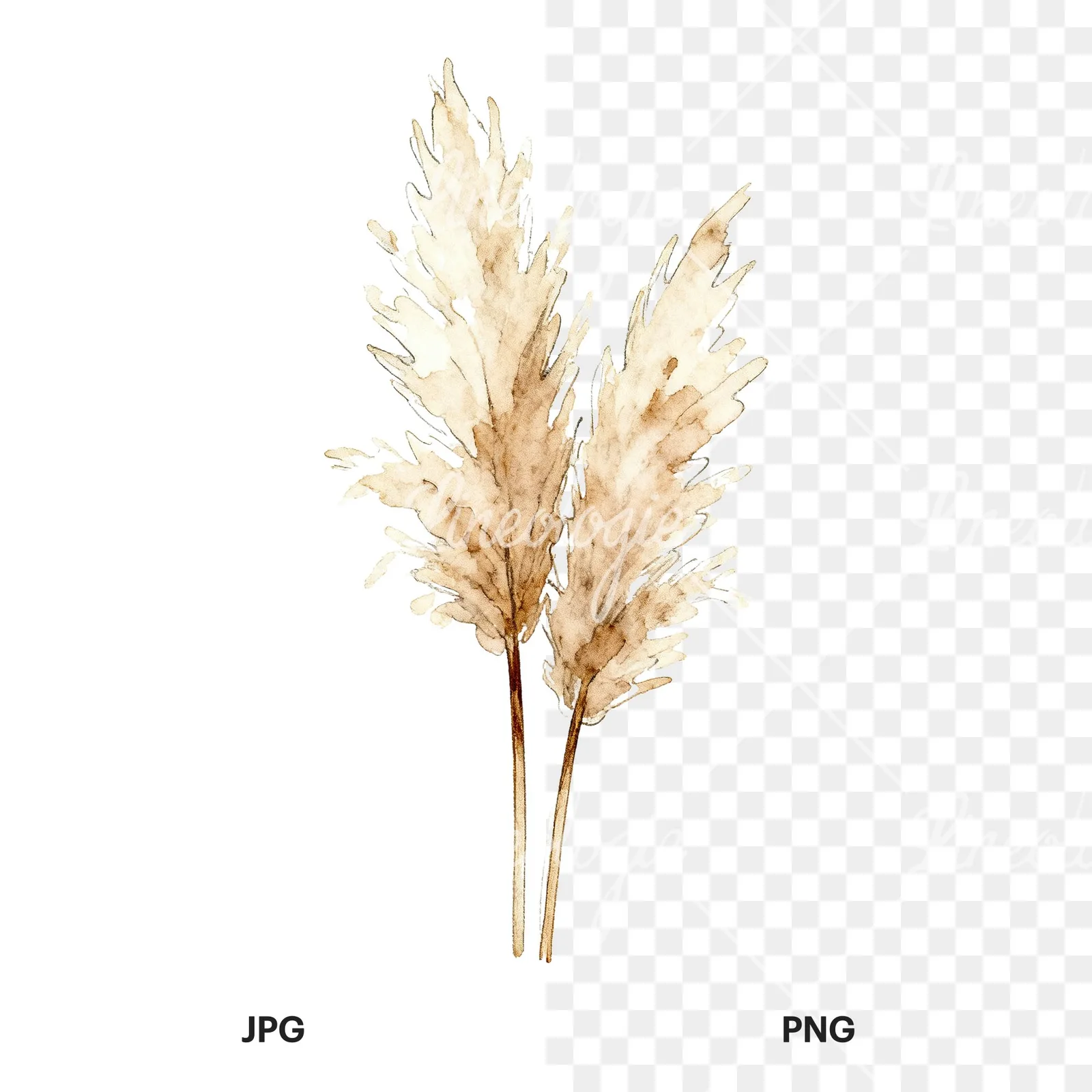Watercolor pampas grass sketch clipart 5 of 6, as a JPG on white and a transparent PNG