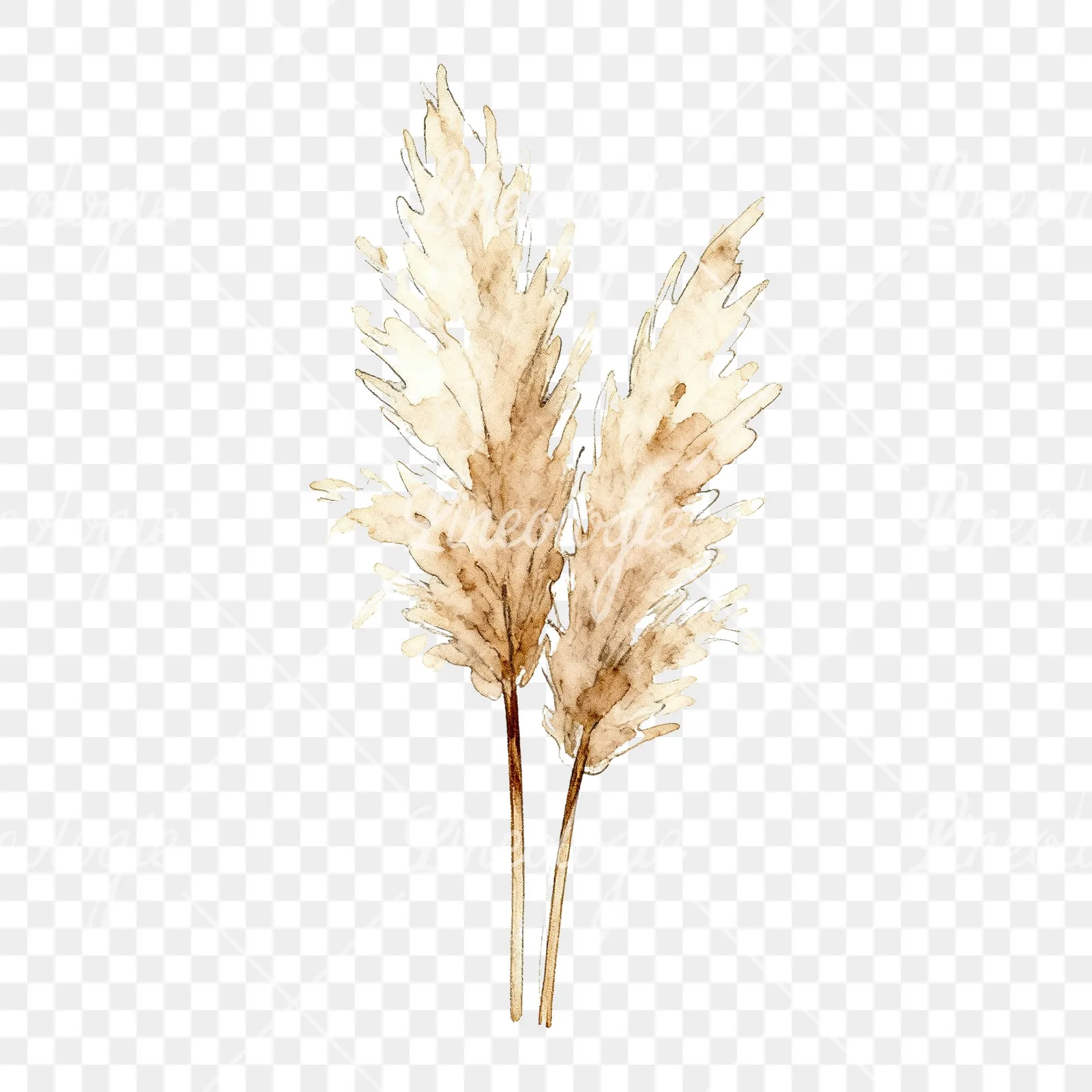 Watercolor pampas grass sketch clipart 5 of 6 on a transparent background (PNG)