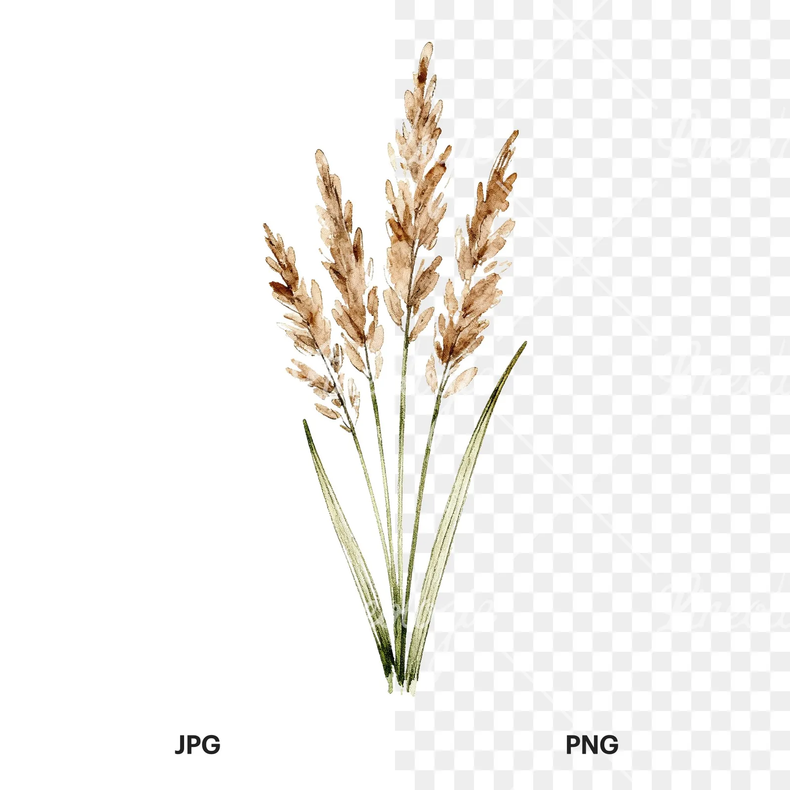 Watercolor pampas grass sketch clipart 6 of 6, as a JPG on white and a transparent PNG
